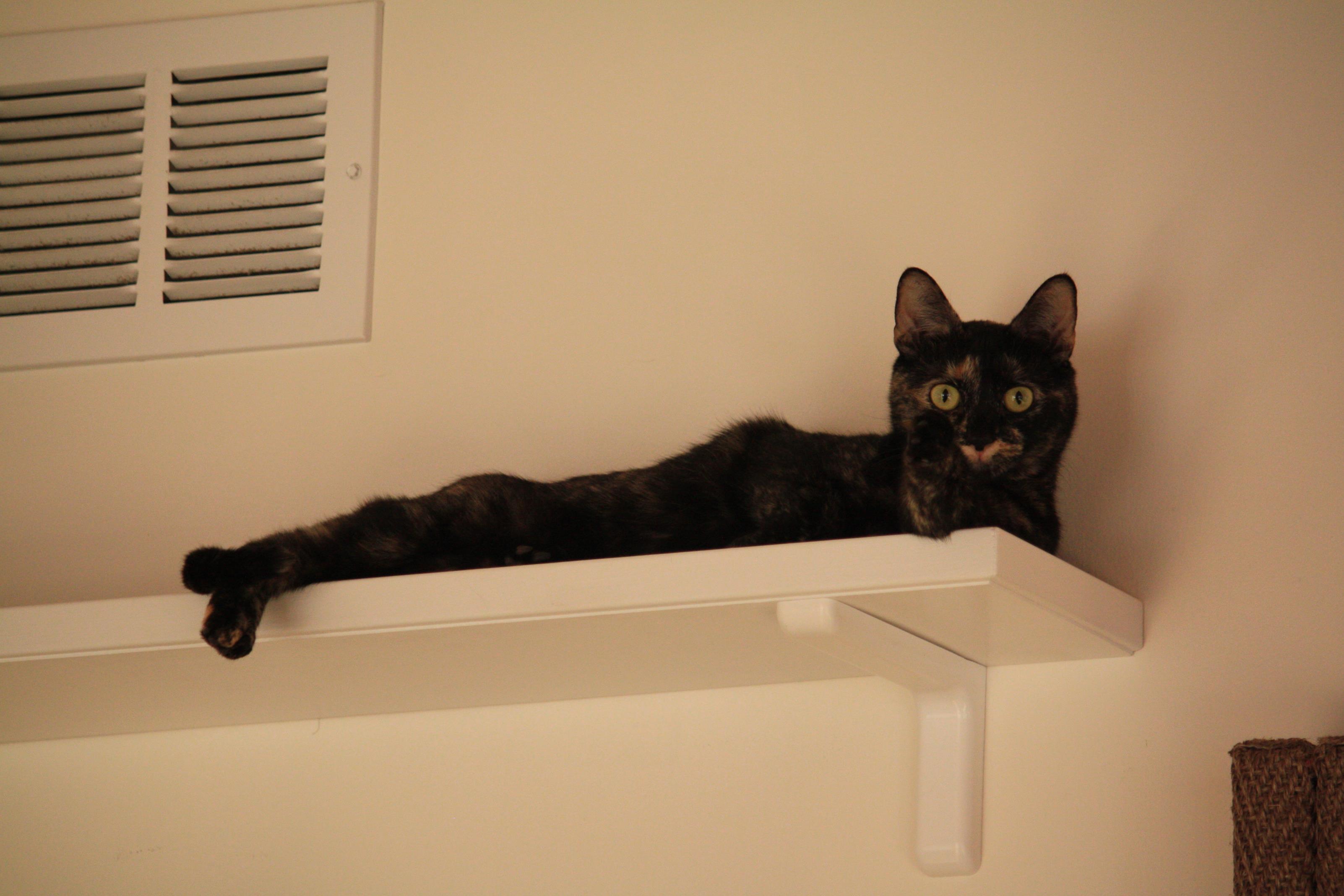 Cat run shelves 2025