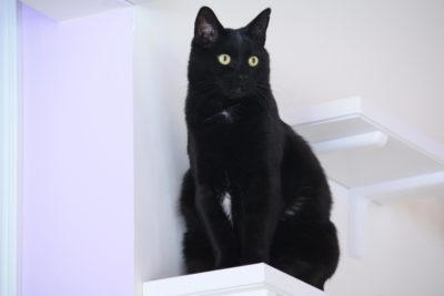 Sisal Cat Perch 12" (more of a step!) - Image 2