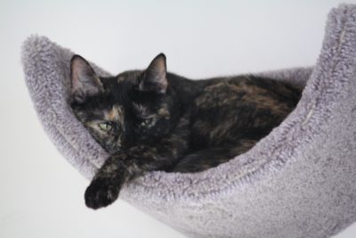 Wall Mounted Scooped Beds/Cat Floor Rocker - Image 9