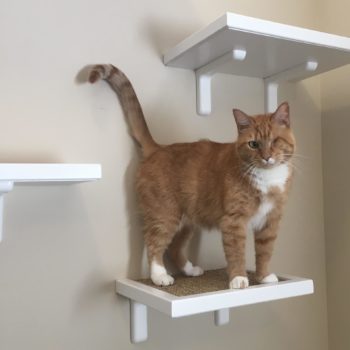 Sisal Cat Perch 12" (more of a step!)