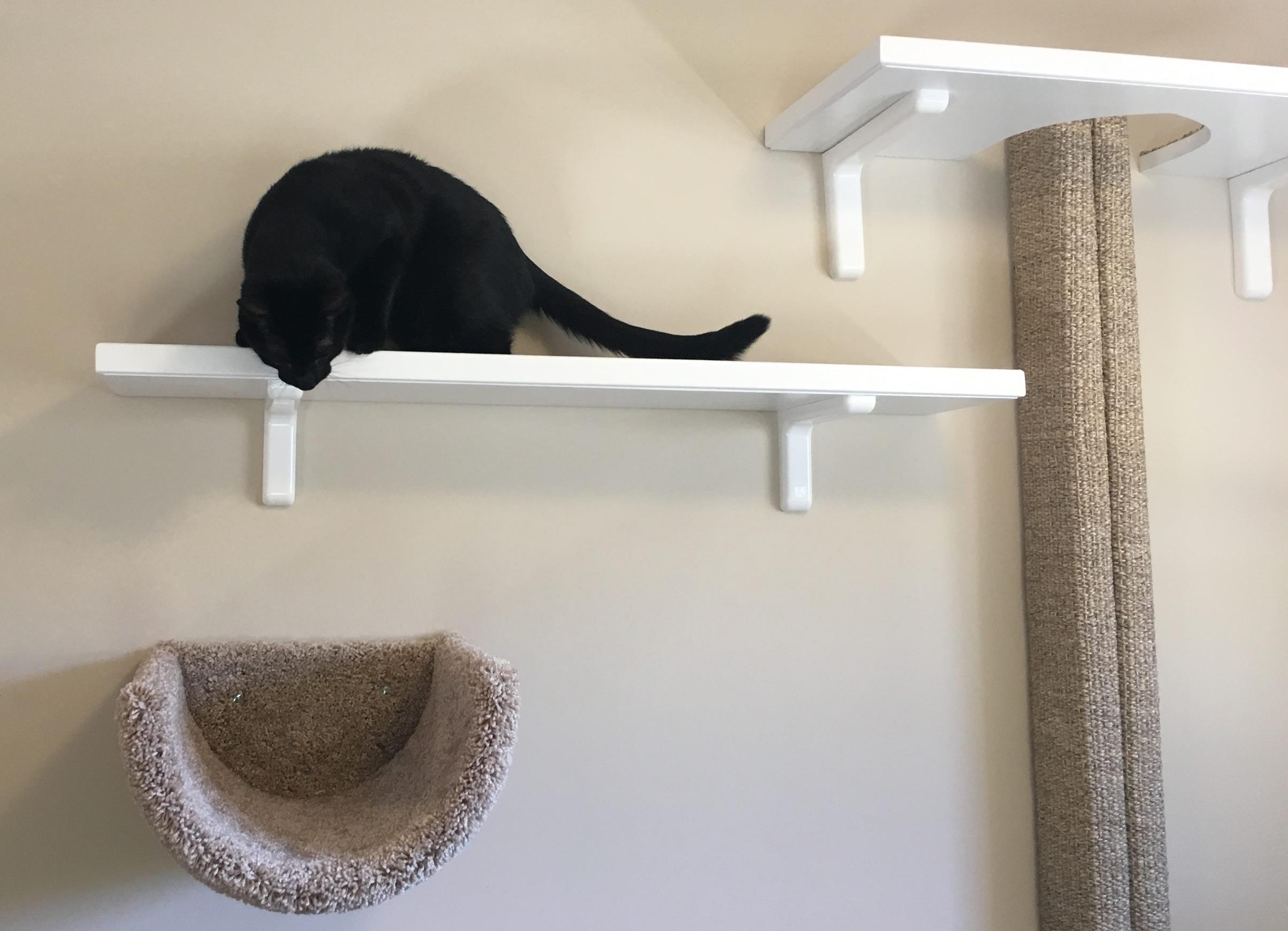 Cat run shelves 2025