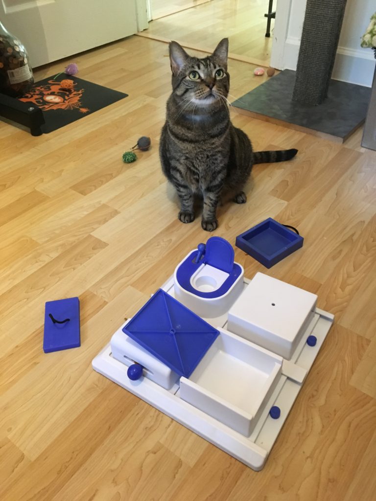 So You Think You Have A Master Forager Fundamentally Feline