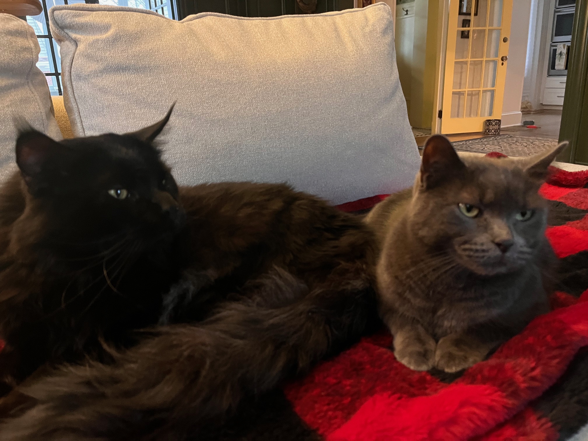 Graymalk with her very handsome new bestie, Butterman!