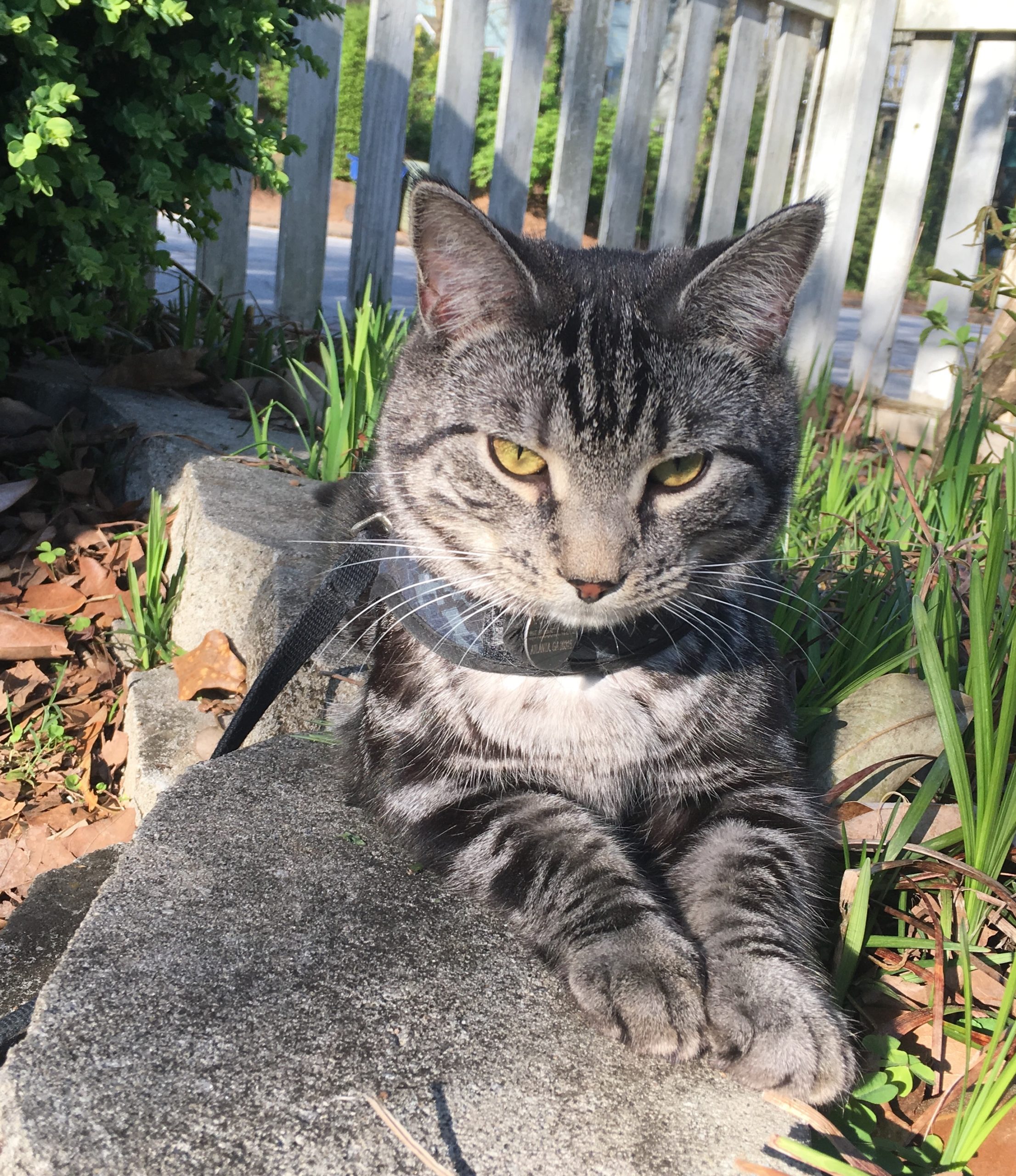 Safe outdoor exploration is an important part of feline welfare. 