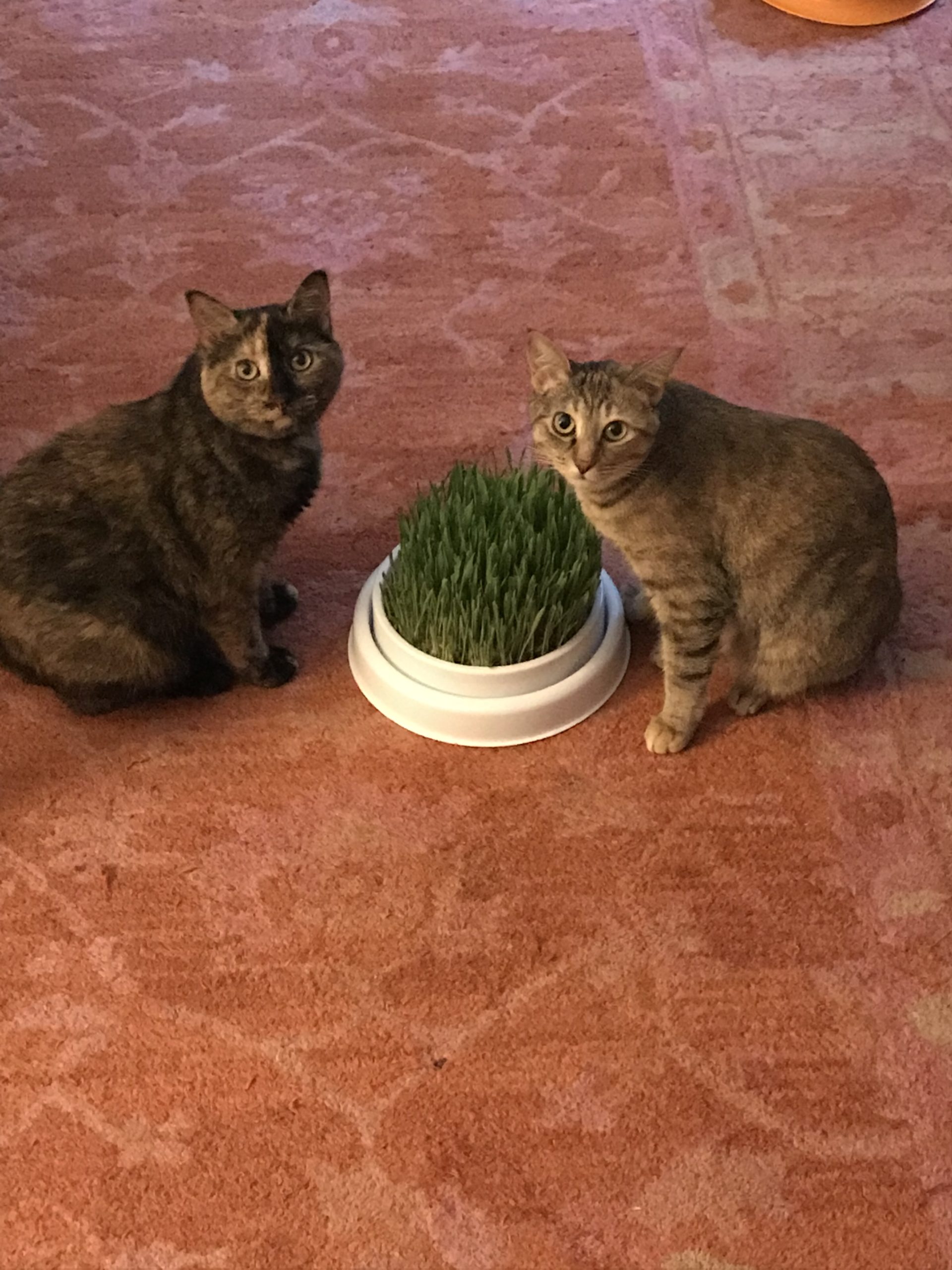 Sharing a plate of fresh cat grass together!