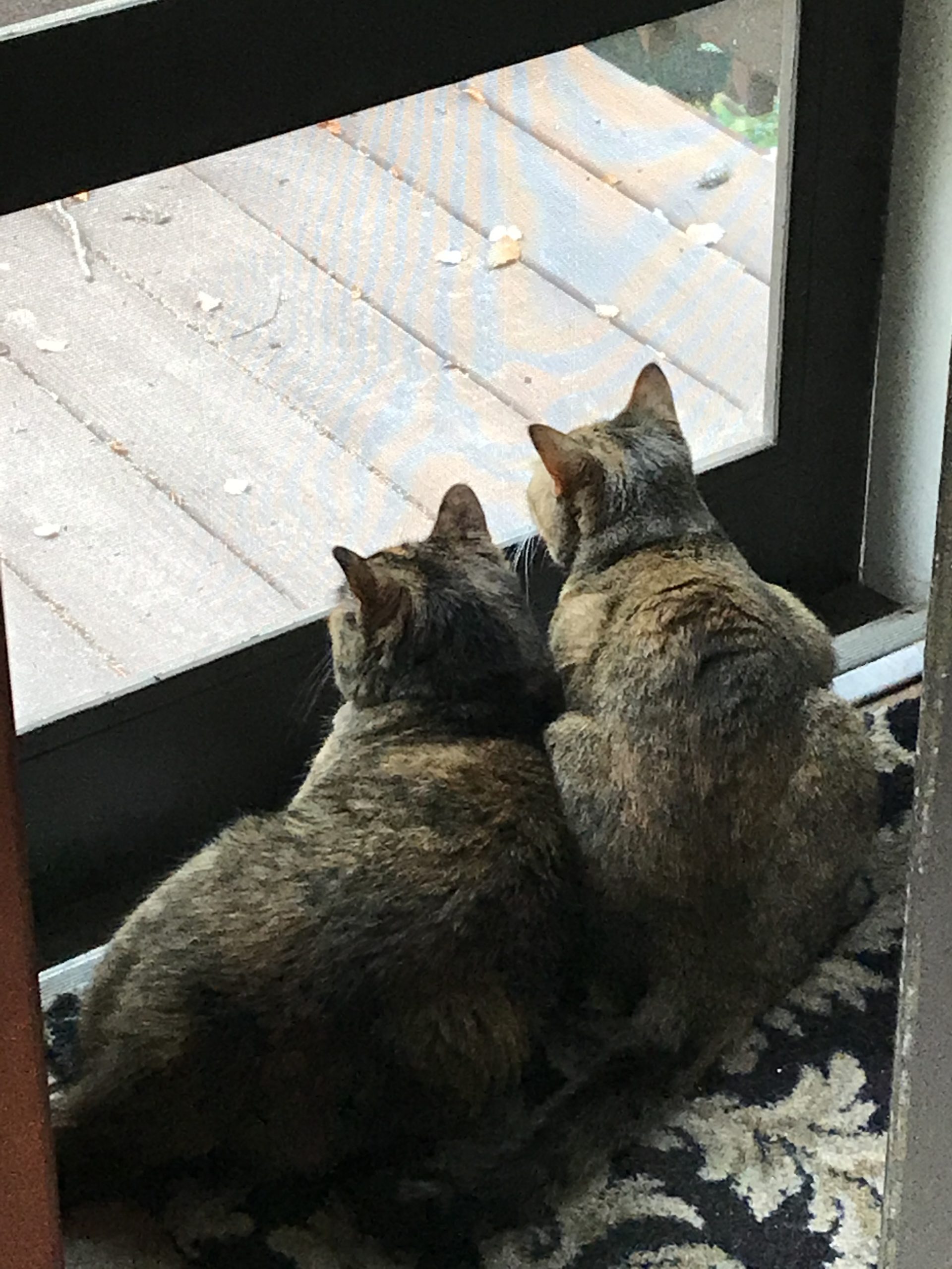 Due to outside cats & scent triggers these girls could not be near each other.