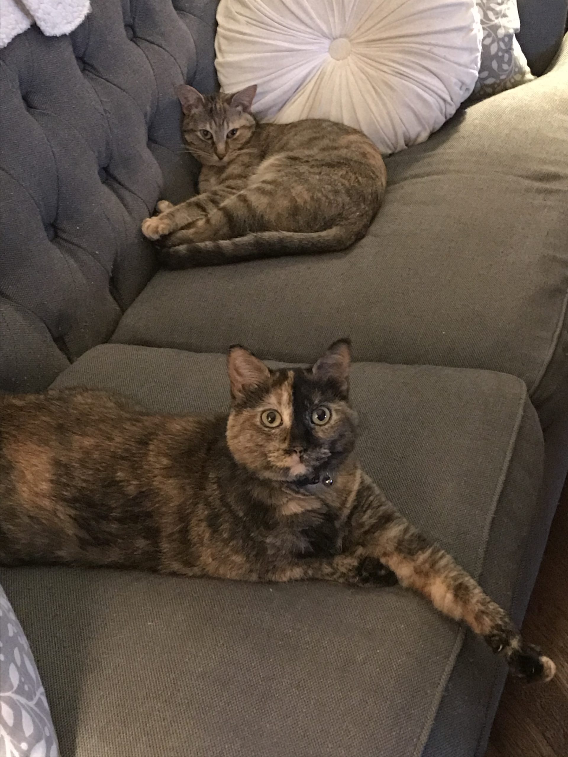 Two cuties couch cuddling.