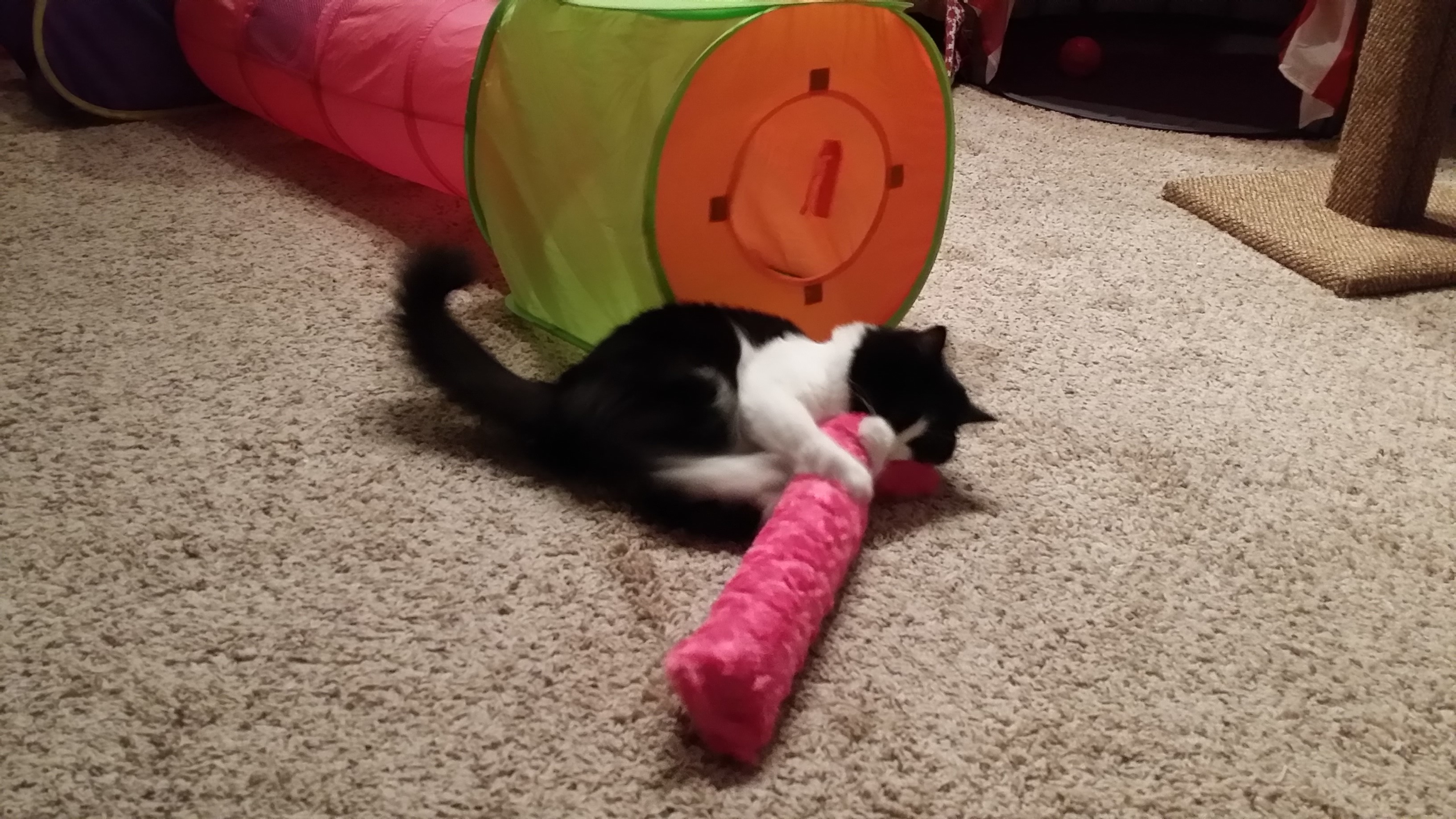 Sophie playing with catnip kick pillow.