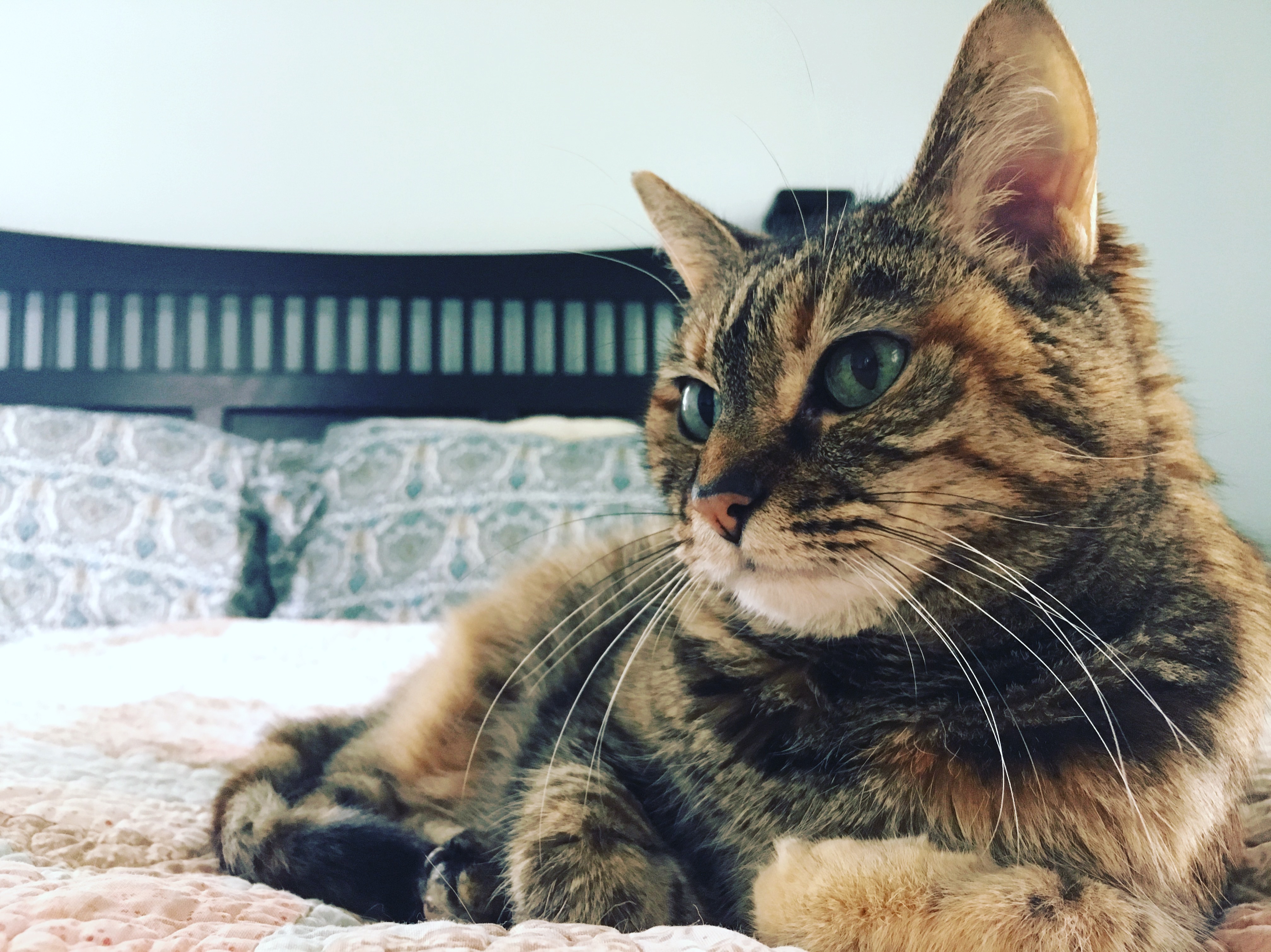 Lucy Kelly 2 Many declawed cats suffer a lifetime of chronic pain, get help for your cat today!