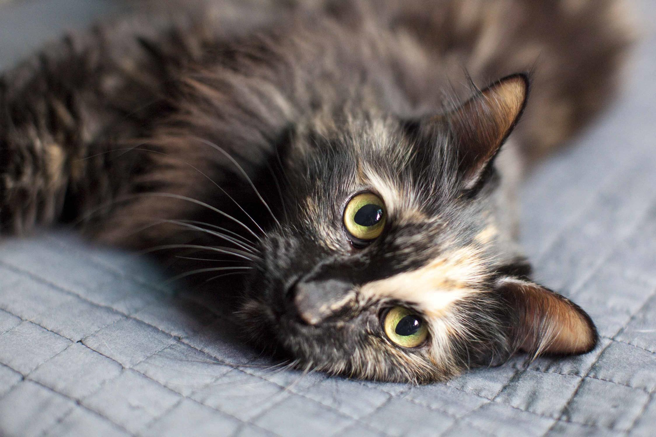 One of my favorite photos of her from our professional photo pet shoot!