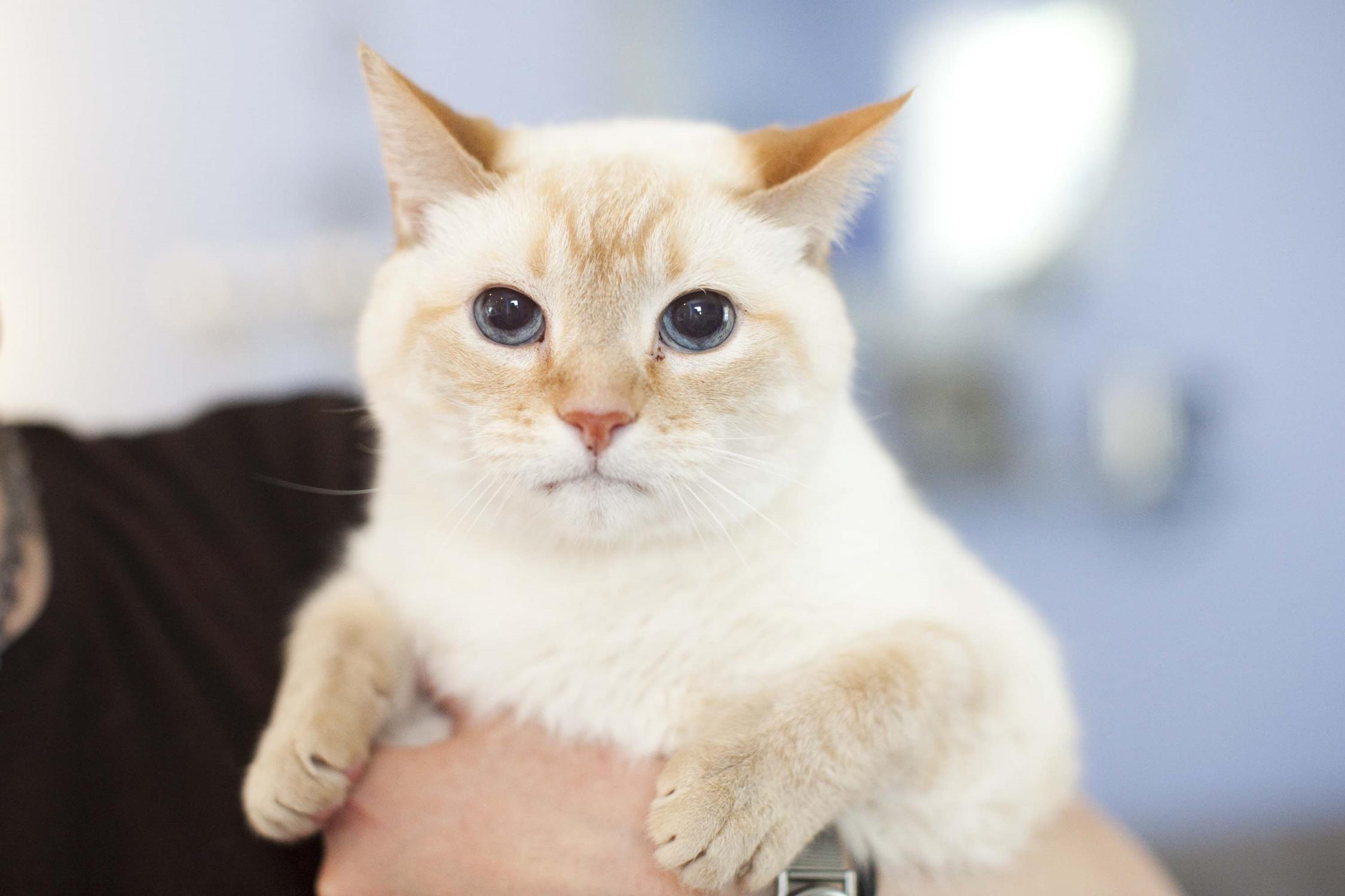 Wally prof photo Wallace looking terrified during the professional photo shoot.