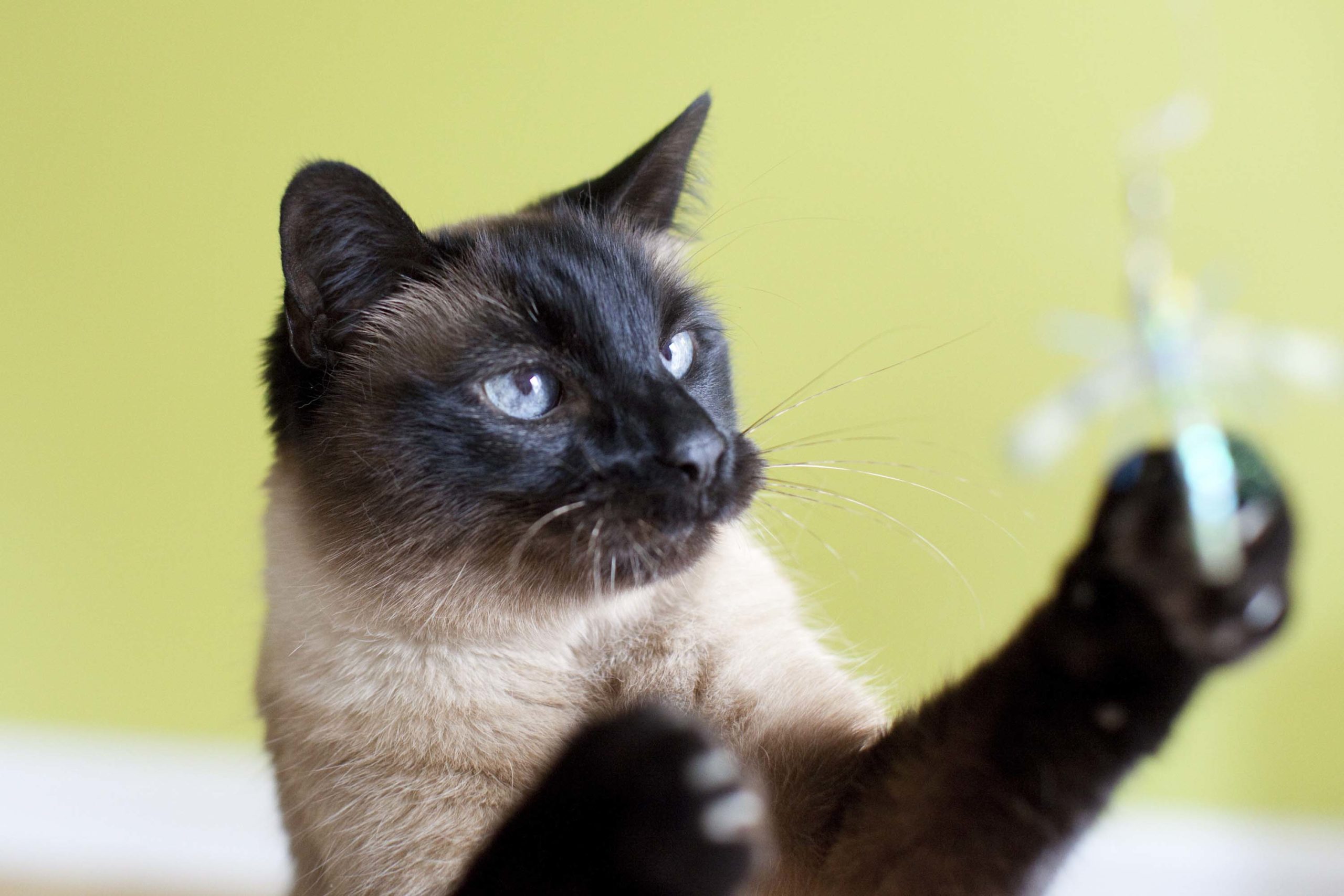 Simon during professional photo shoot reaching for lure toy. 