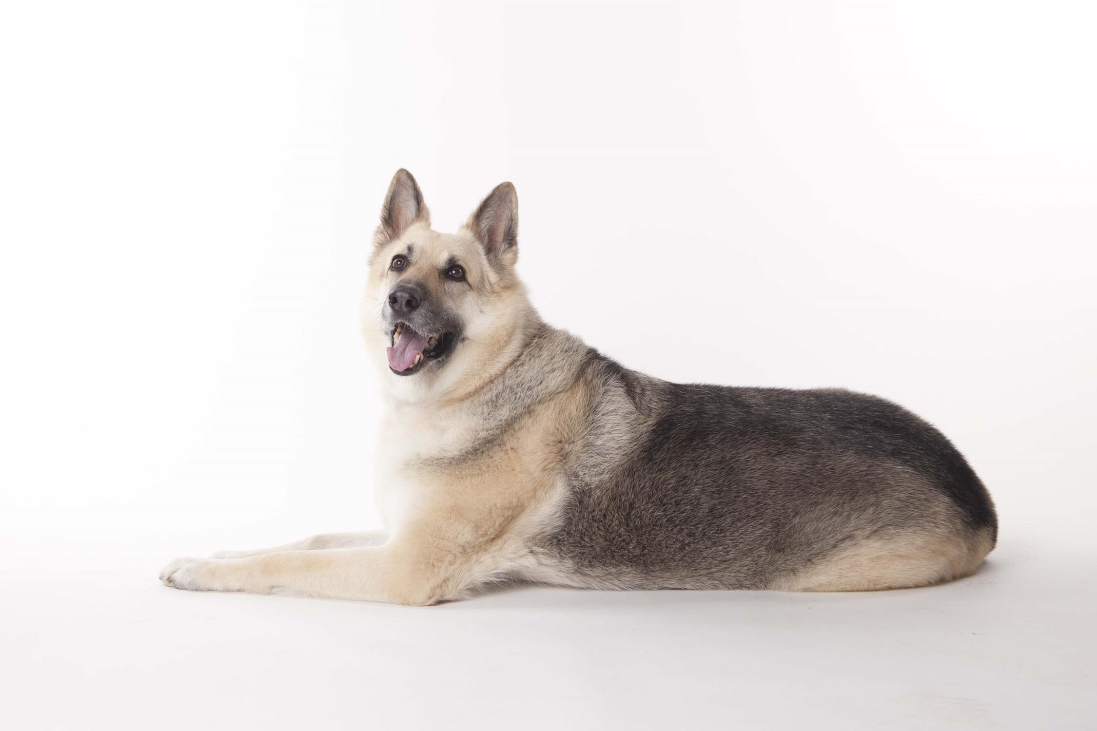 Yukon during his professional photo shoot! Soakin' up the love. 