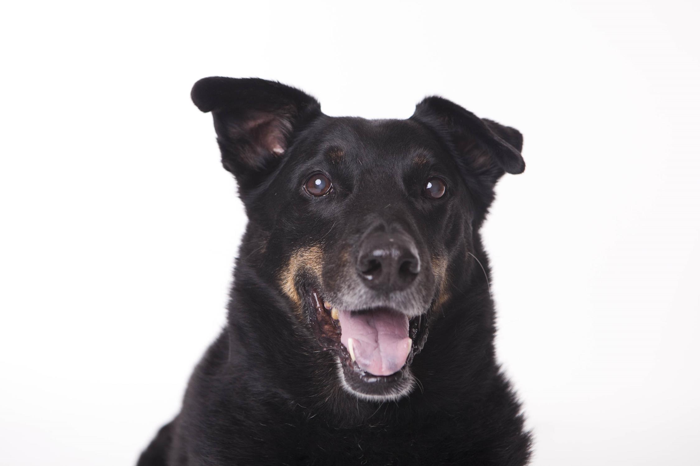 Professional photo shoot! So glad we did this before we lost him. 