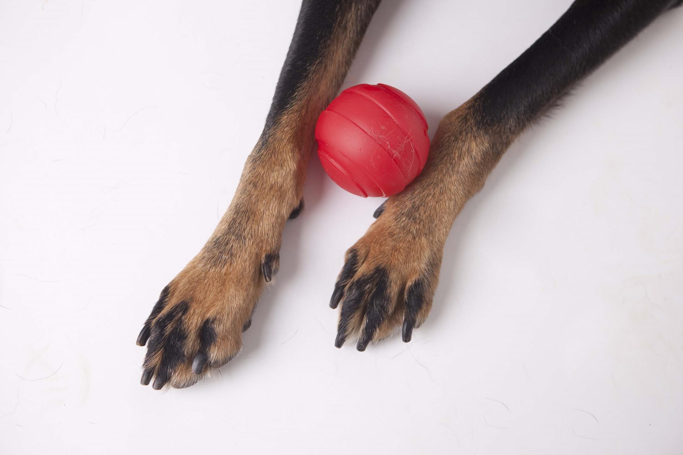 Favorite, squeaky red ball still sits on his urn to this day.