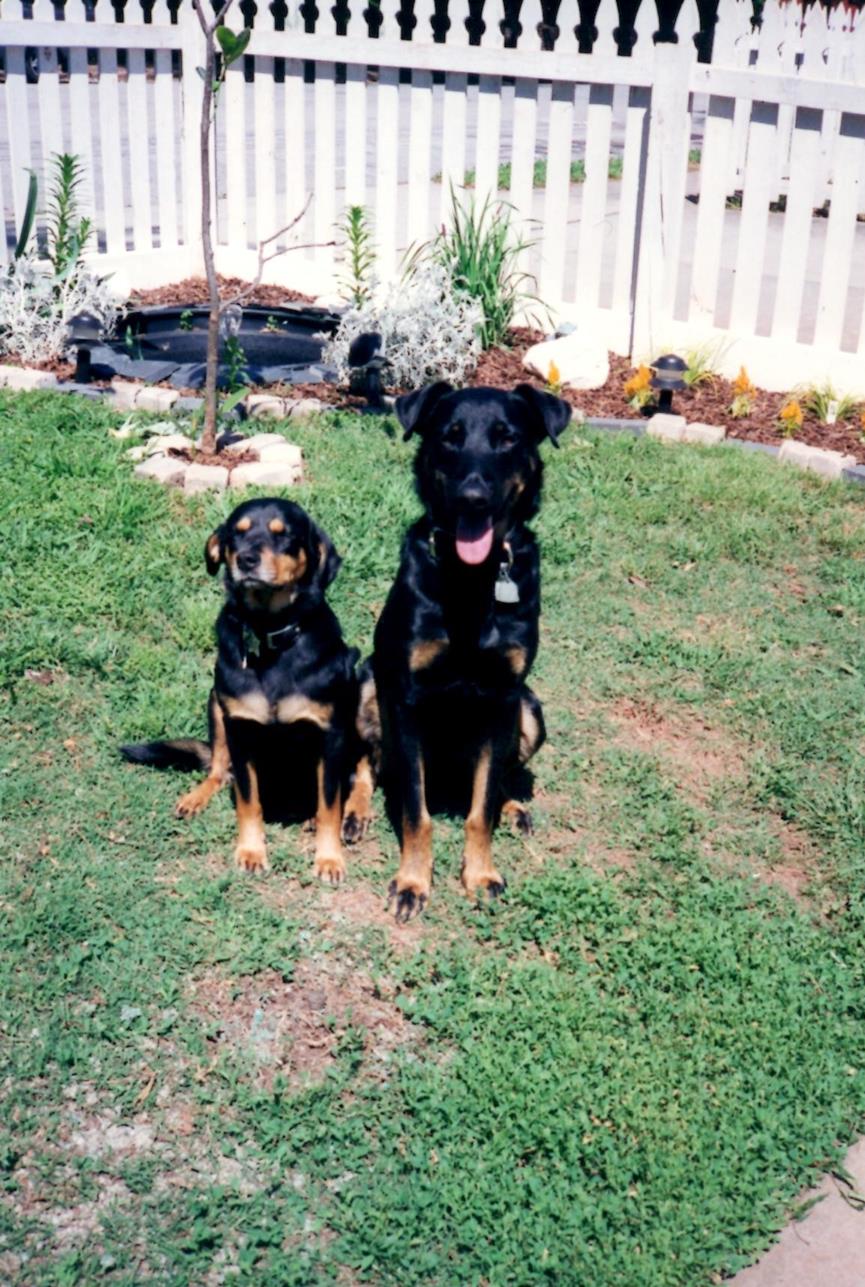 Maple and Grant front yard 2000 (Copy) I love this pic, the should have pitchforks.