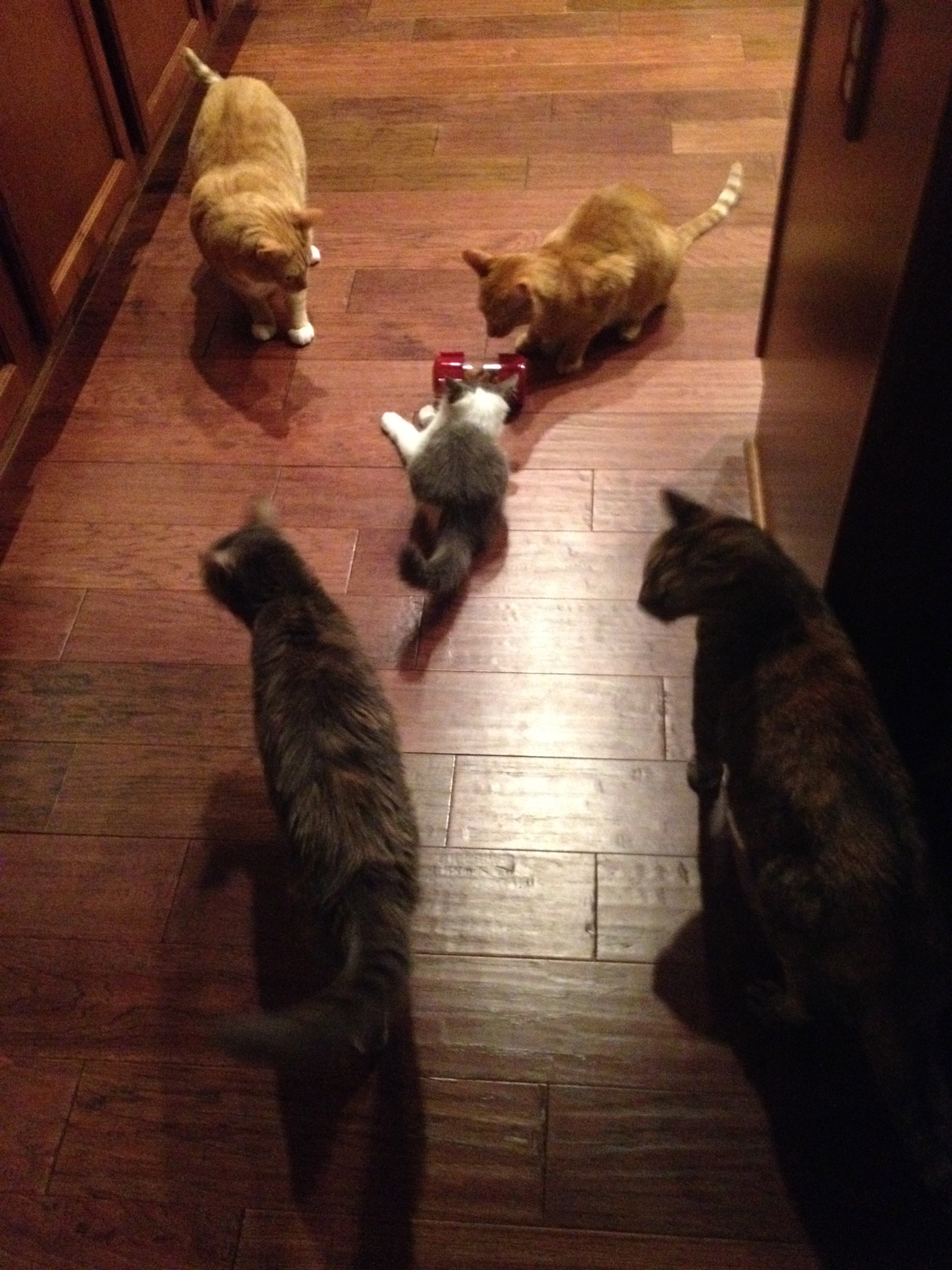 All 5 cats mingling over their new FF foraging toy. 