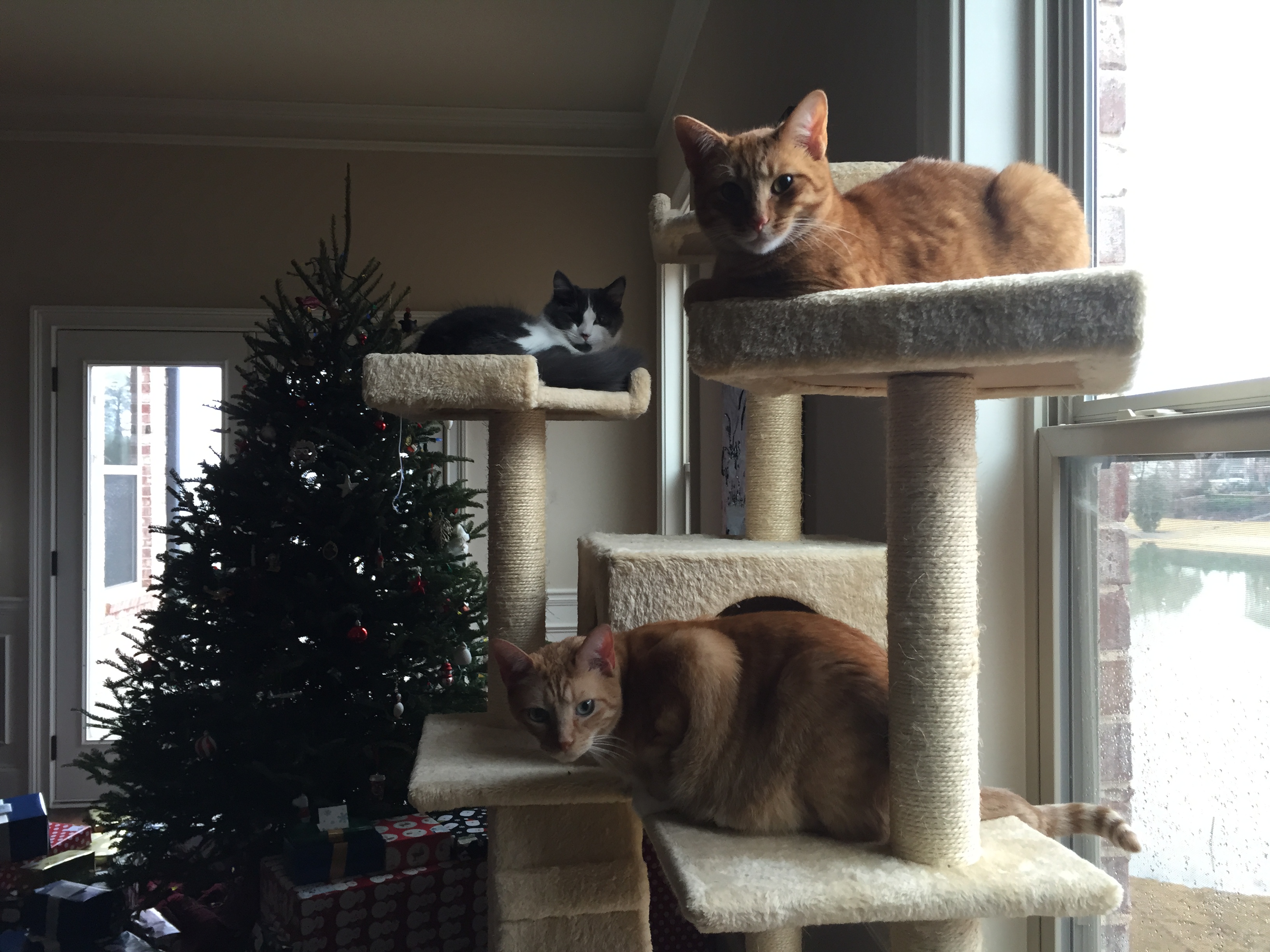 Millercats2 Peaceful coexistence.
