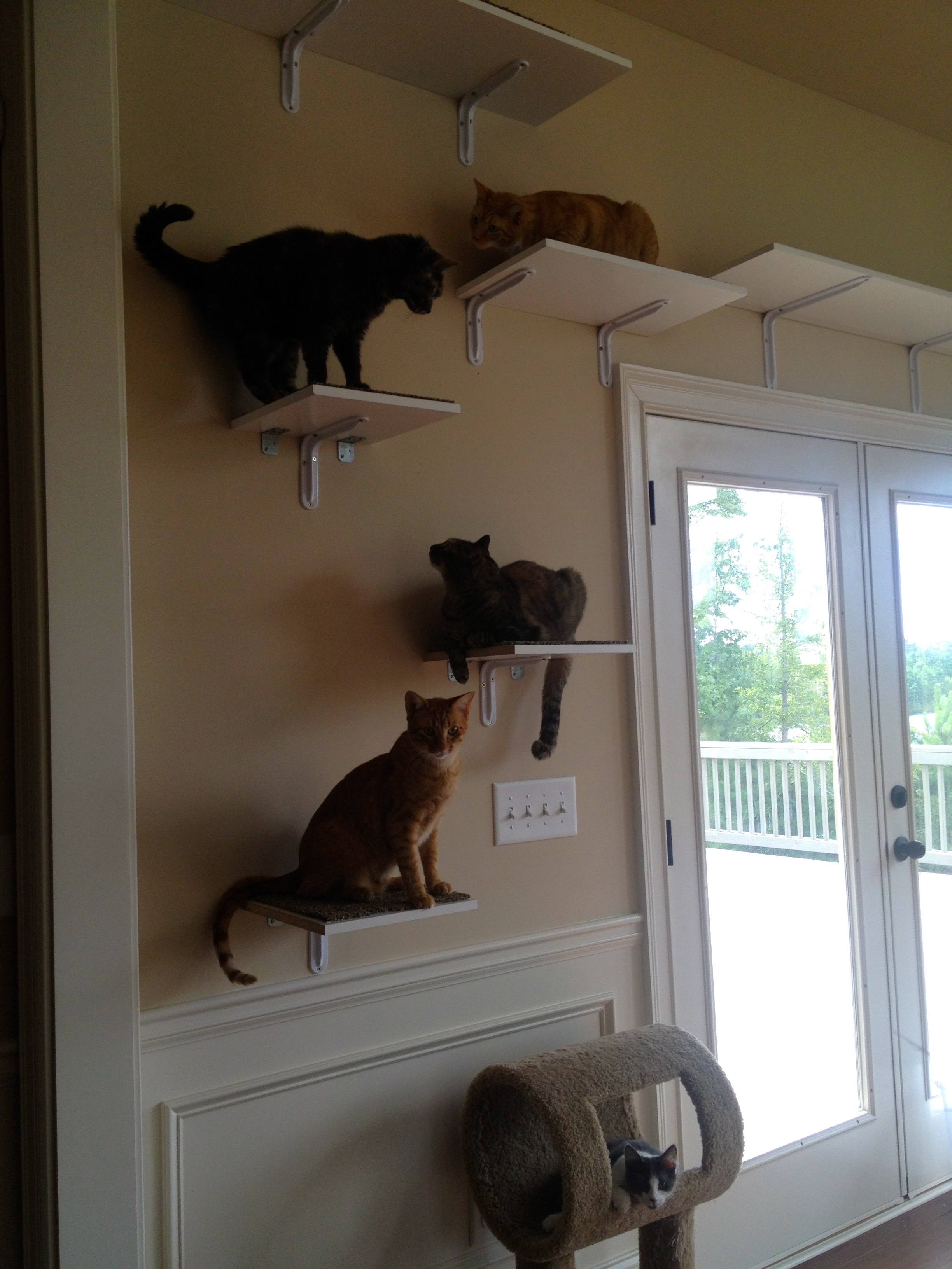 Millercats3 Successful co mingling with the help of new vertical space.