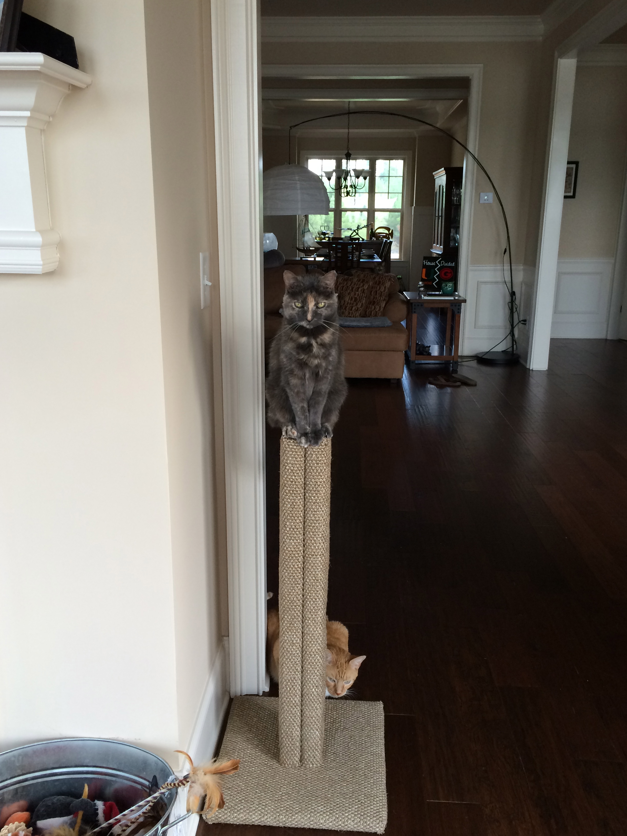 Enjoying their new scratching post from Fundamentally Feline!