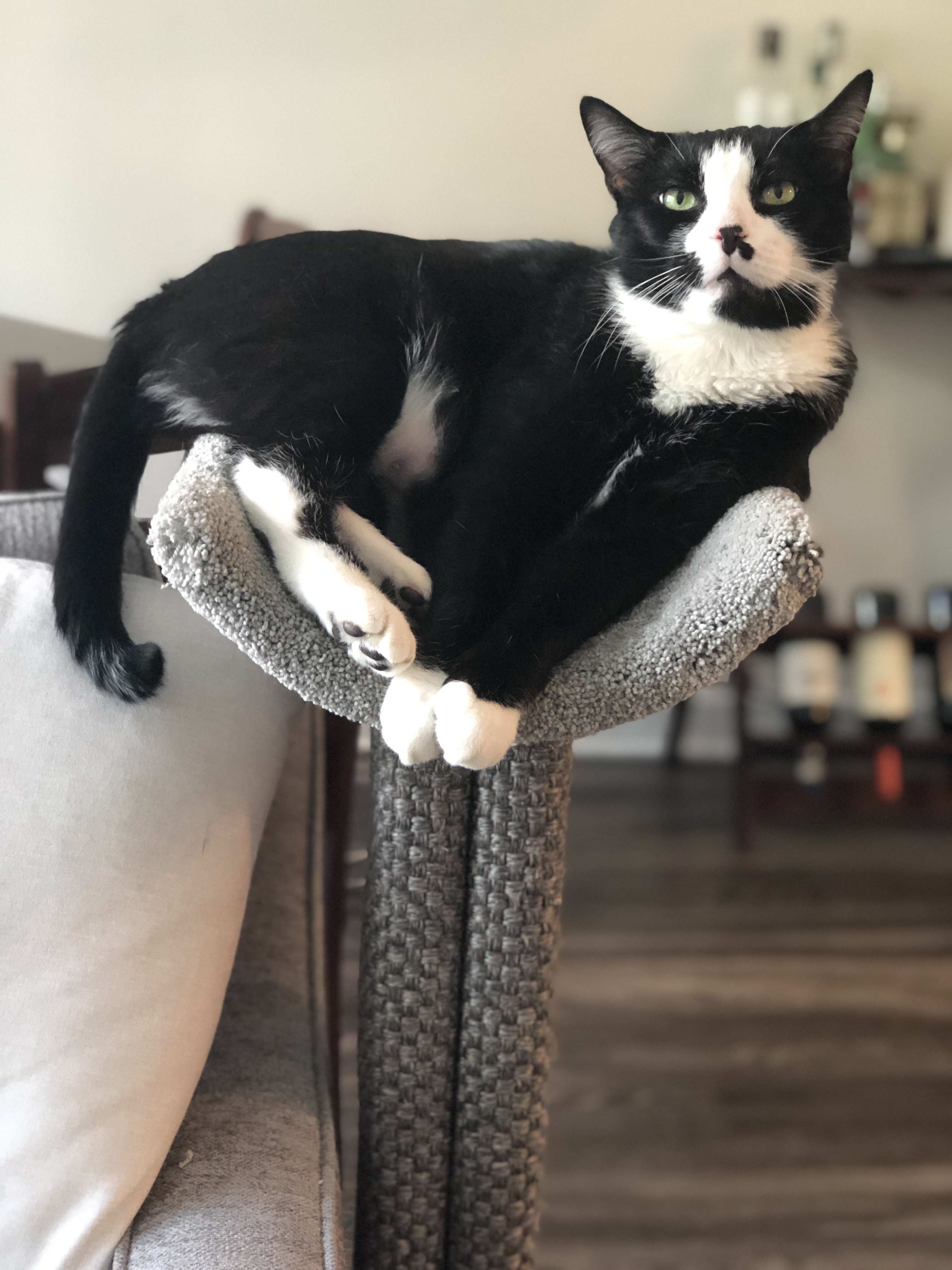 Enjoying his new scooped scratching post from Fundamentally Feline!