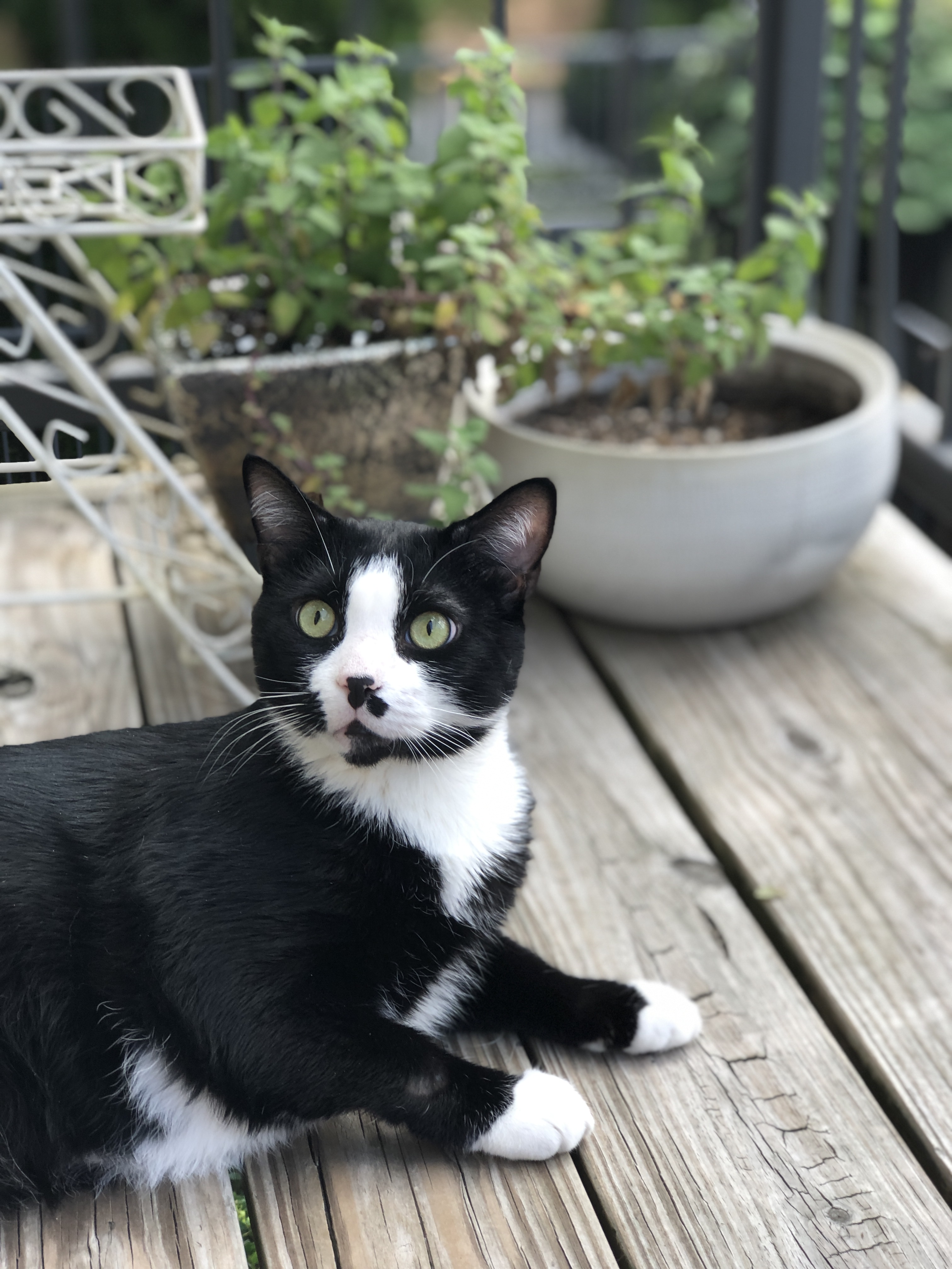 A very handsome Mr. Goose relaxing and enjoying his new balanced self. 