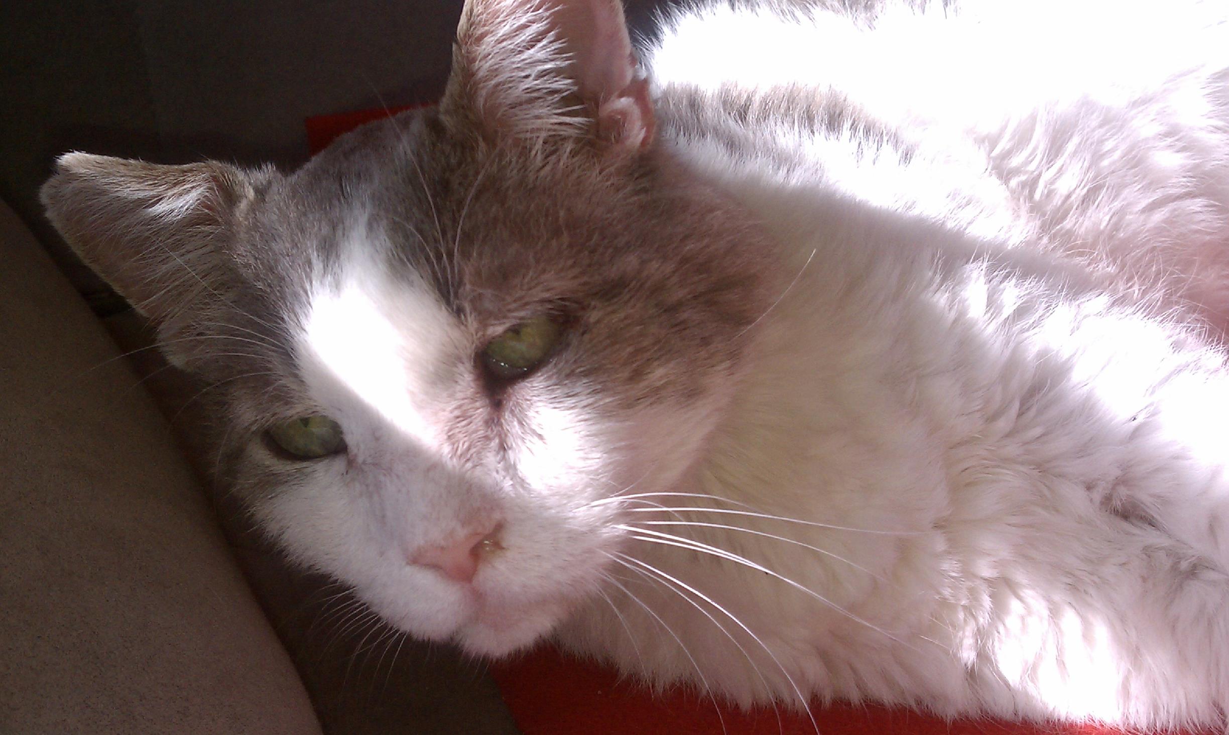 Mr. Seymour Crusty (Copy) Classic photo of him, just a wee bit of snot coming from his nose!