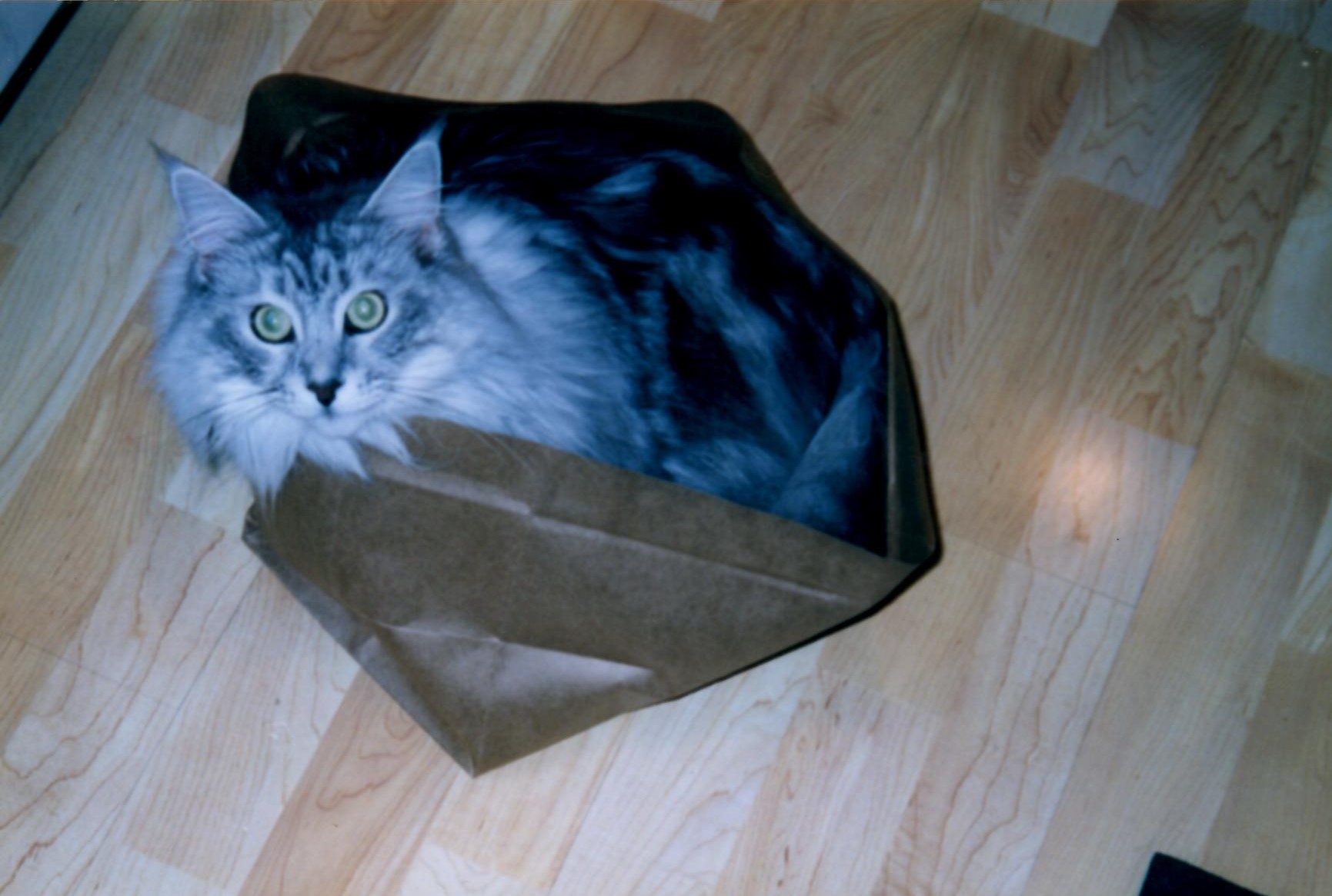 Paper bag fun 1 Paper bag fun!