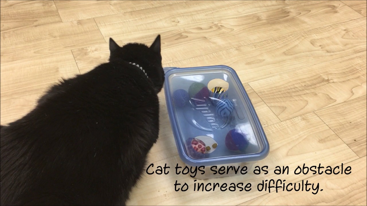 DIY cat food puzzles - Ontario SPCA and Humane Society