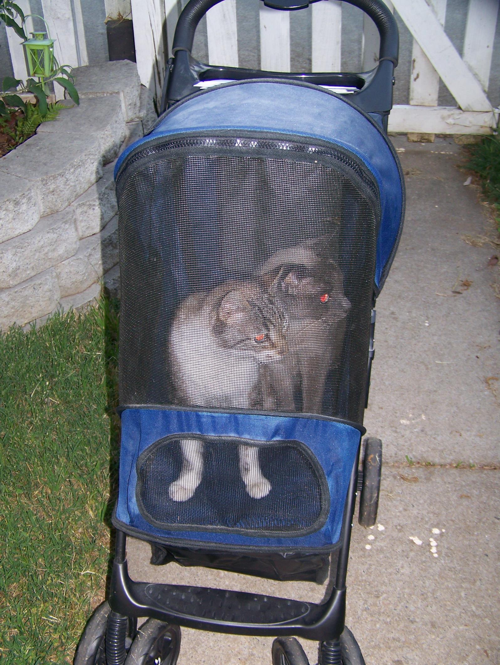 Our first stroller. These two really enjoyed strollin'. 