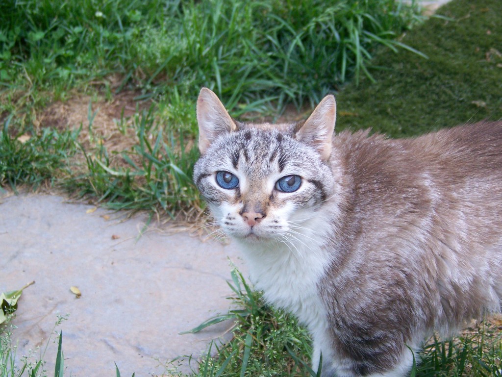 Help! My Cat Got Out!!! Fundamentally Feline