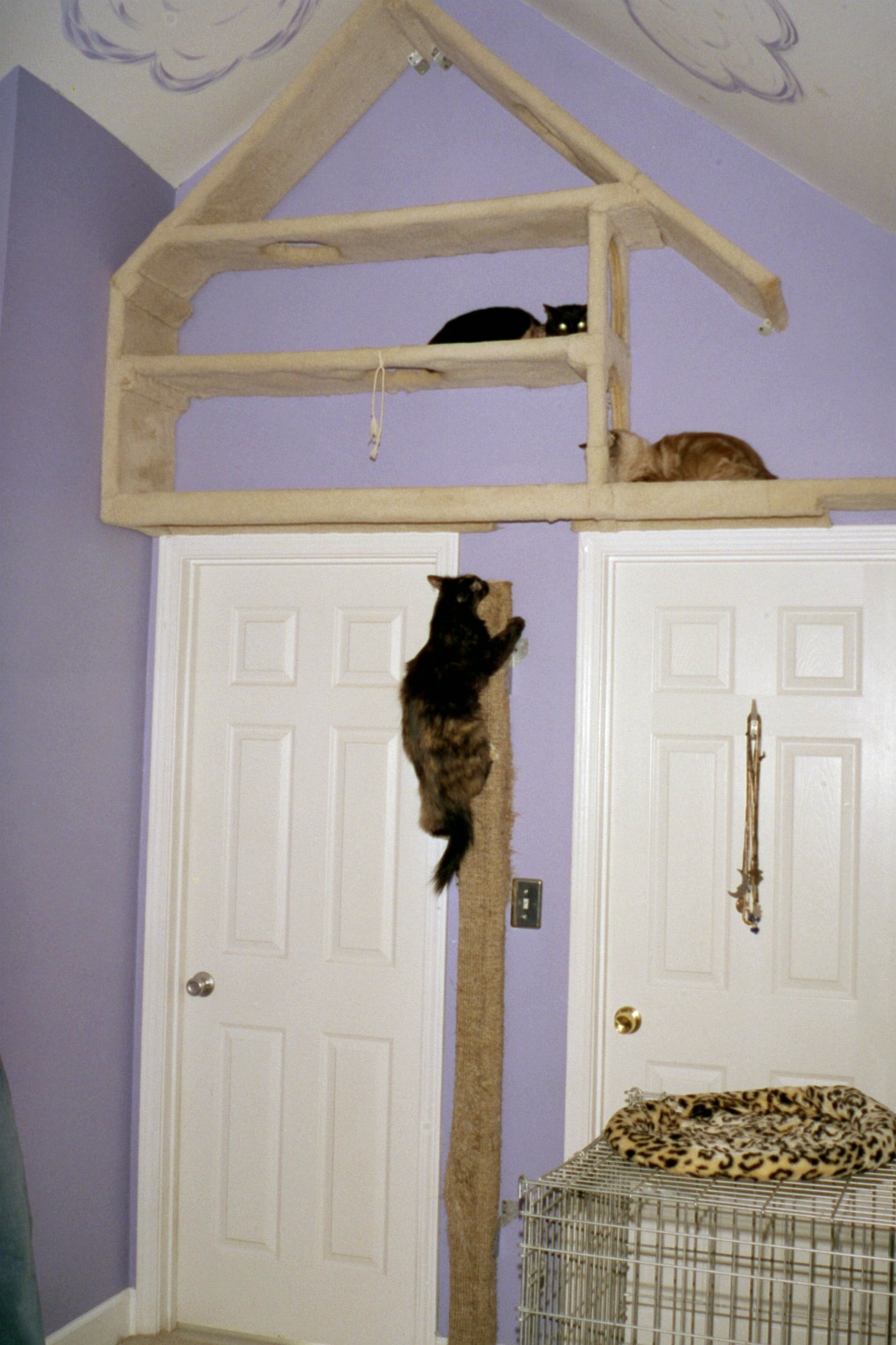 Featured image of post Cat Scratcher For Wall / Find all your cat scratchers essentials right here!