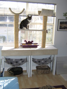 Cat furniture can also be a great feeding station away from dogs and toddlers. 