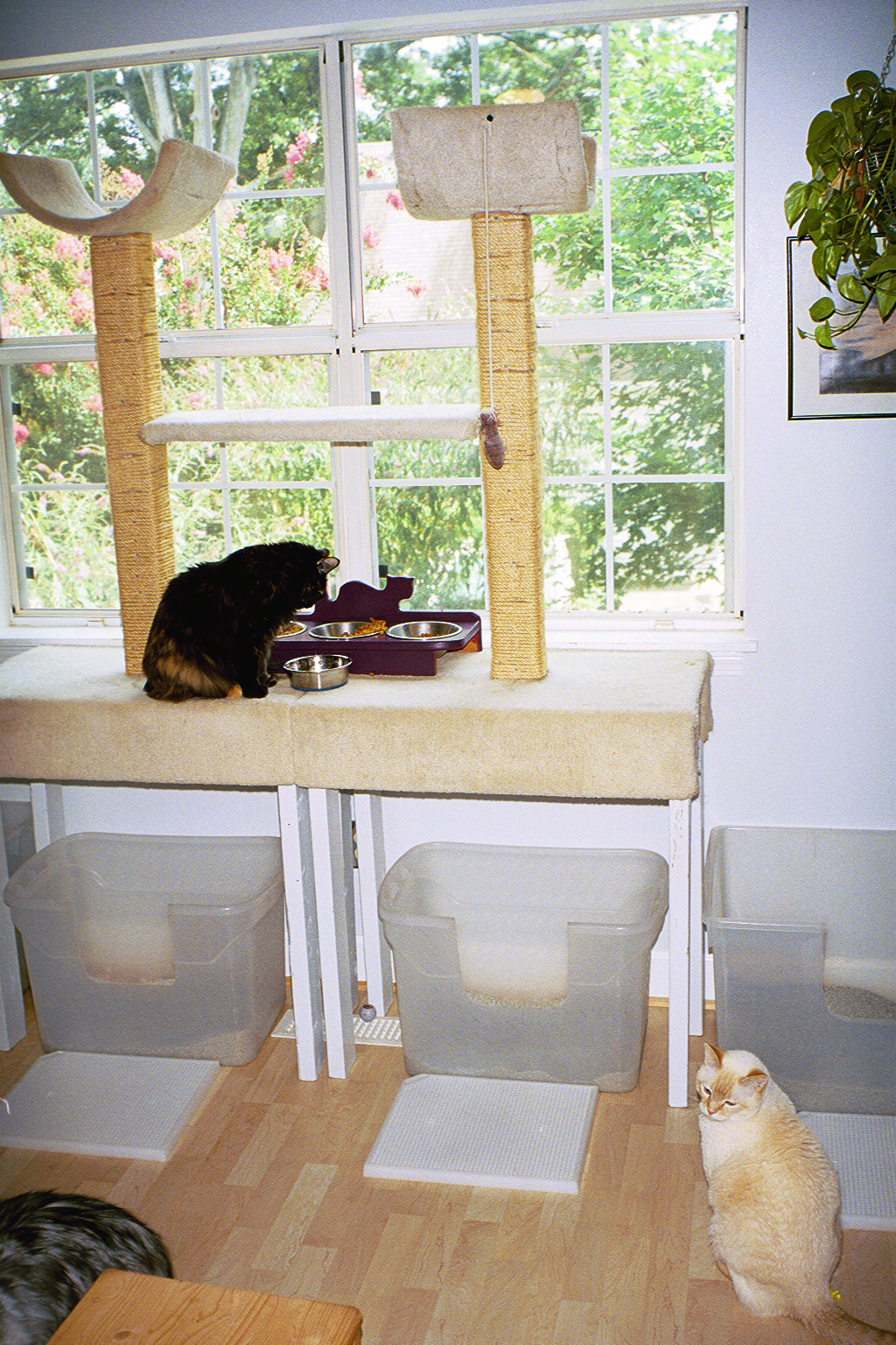 A whole bunch of boxes lined up in a row is just one giant box to your cat! 