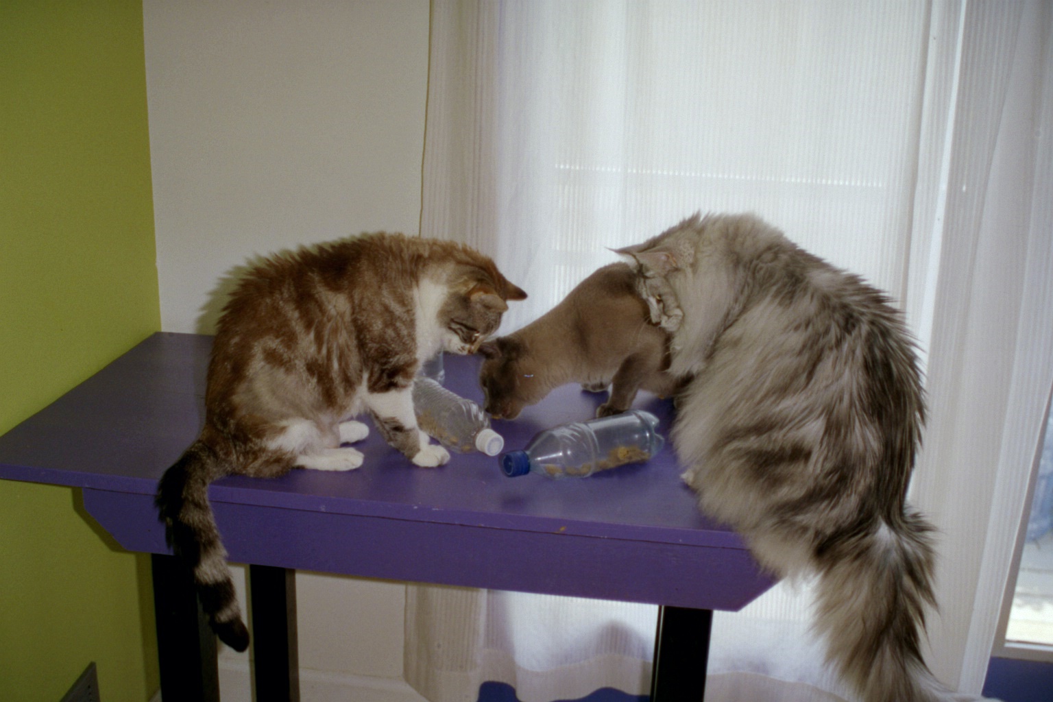 My first food puzzles were old water bottles. 