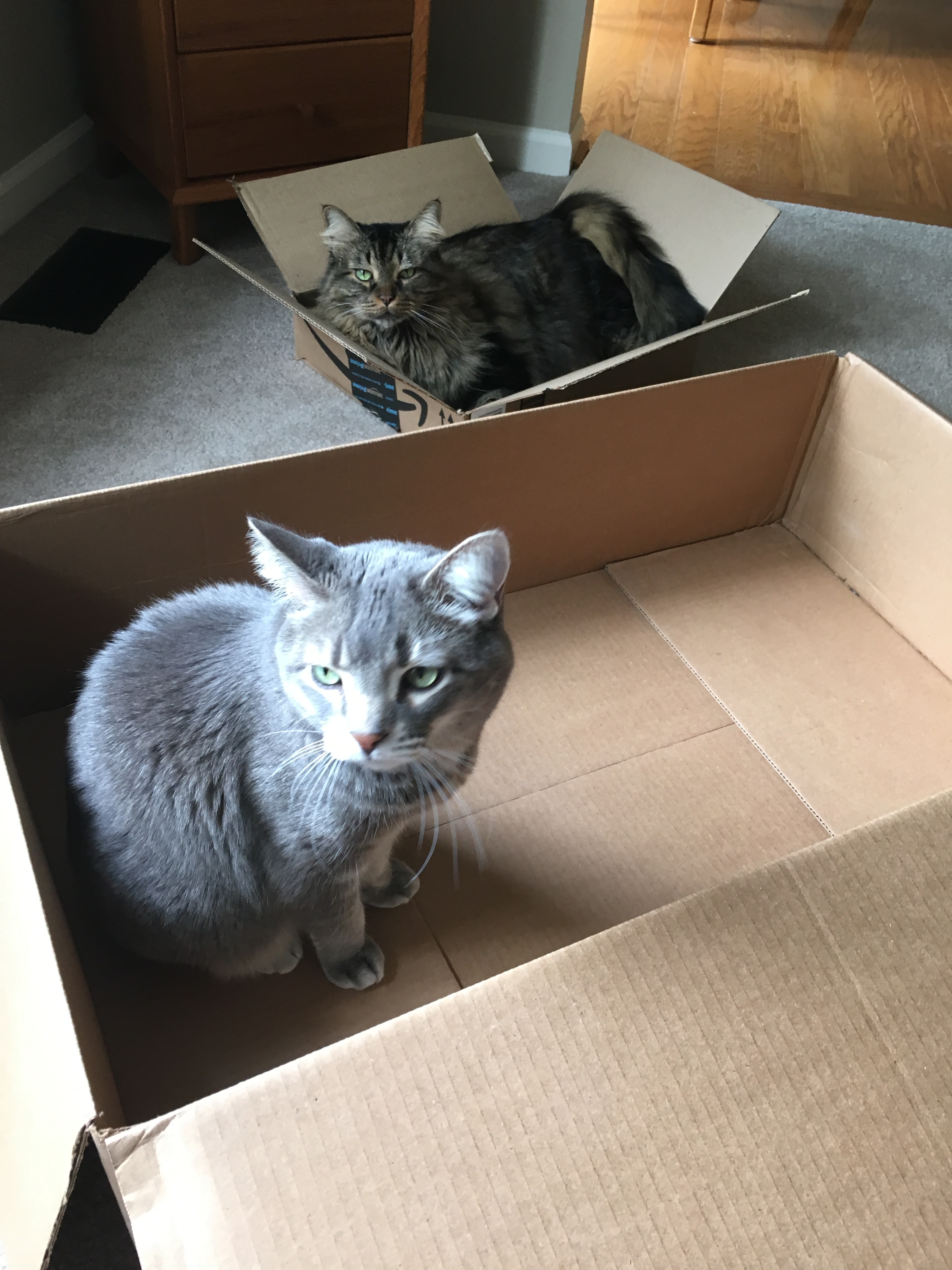 Ashur (grey tabby) and Shere Khan (brown tabby).