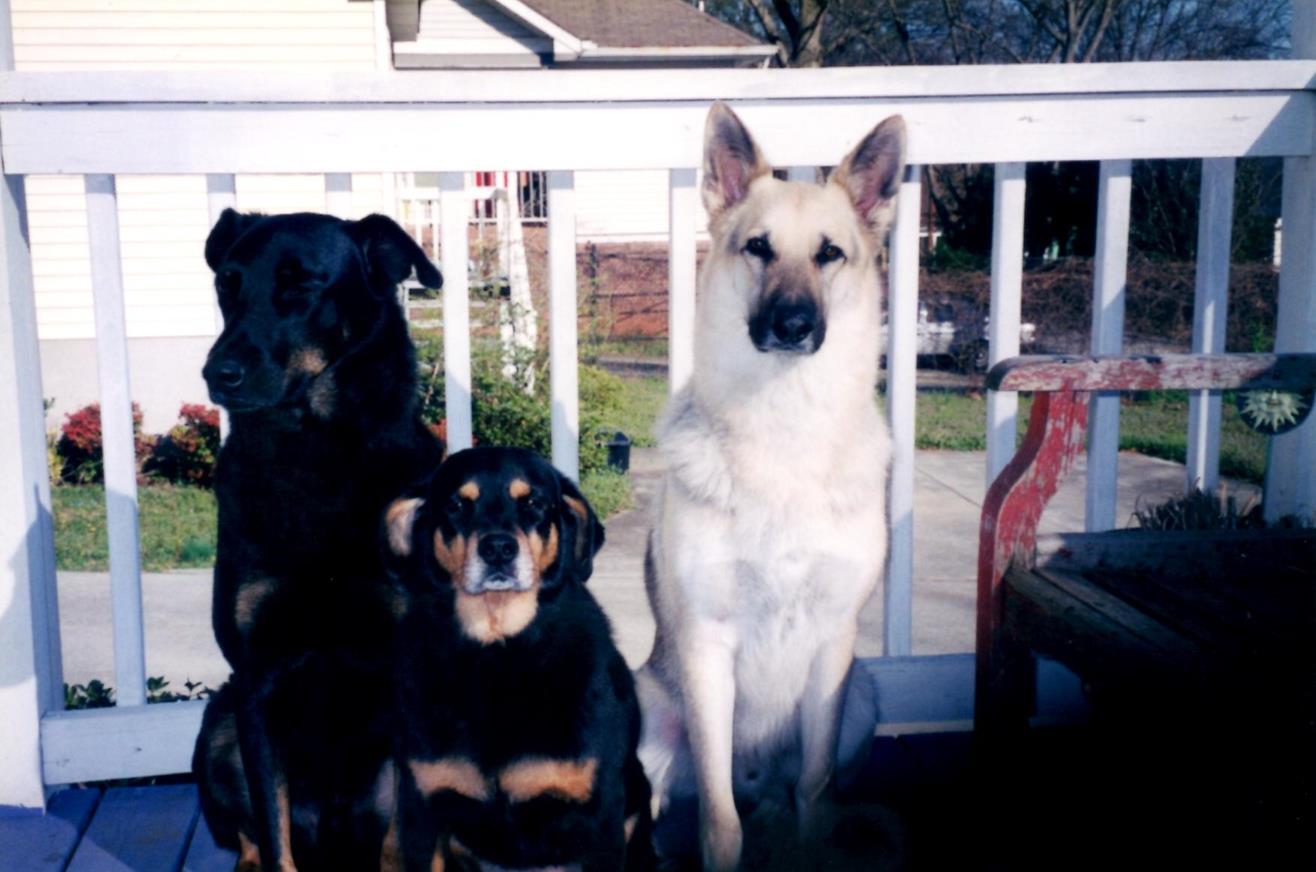 Post grooming March 2003-1 (Copy) What a team! They have all just had their monthly bath and blow dry!