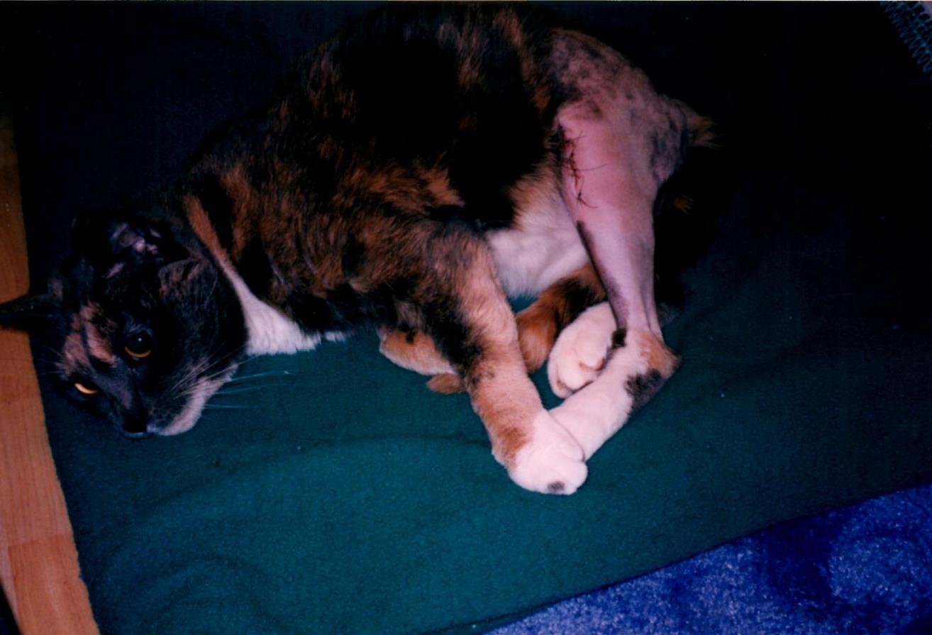 Post op1 (Copy) Post op pic.