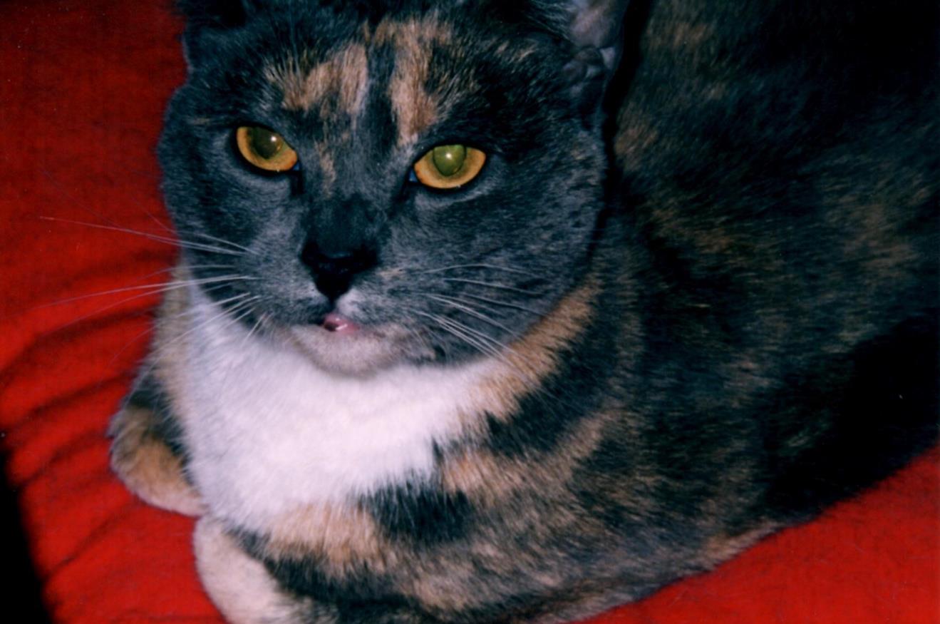 Red blanket 1 (Copy) Looking fancy and cute on her red blanket.