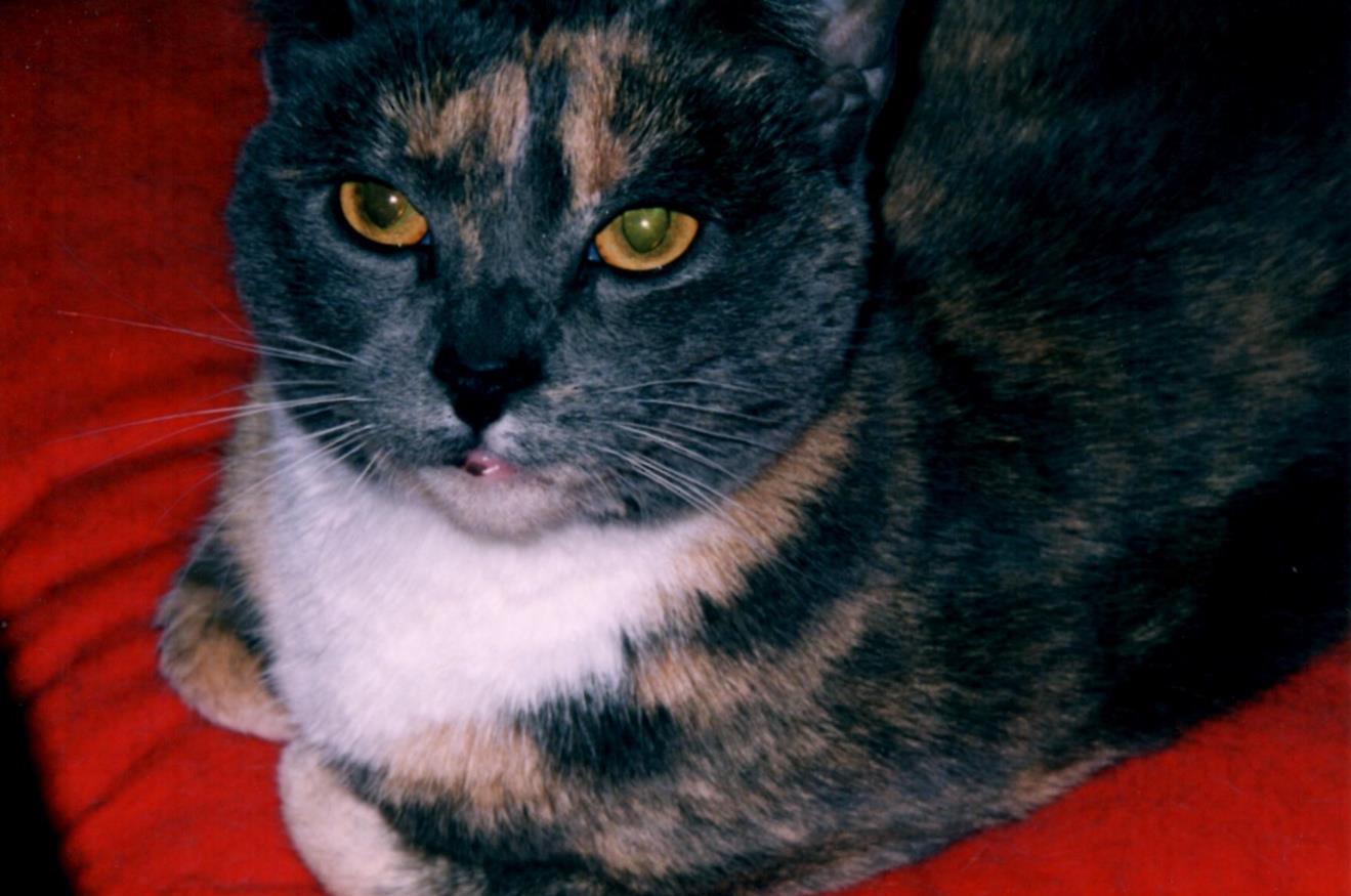 Looking fancy and cute on her red blanket.