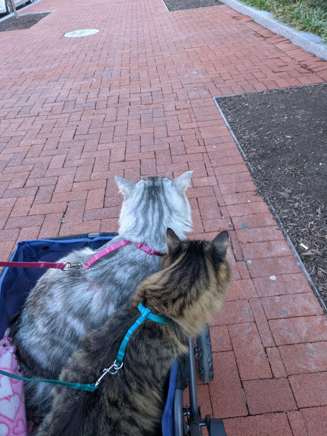 Rosie and Kittleson on an adventure together!