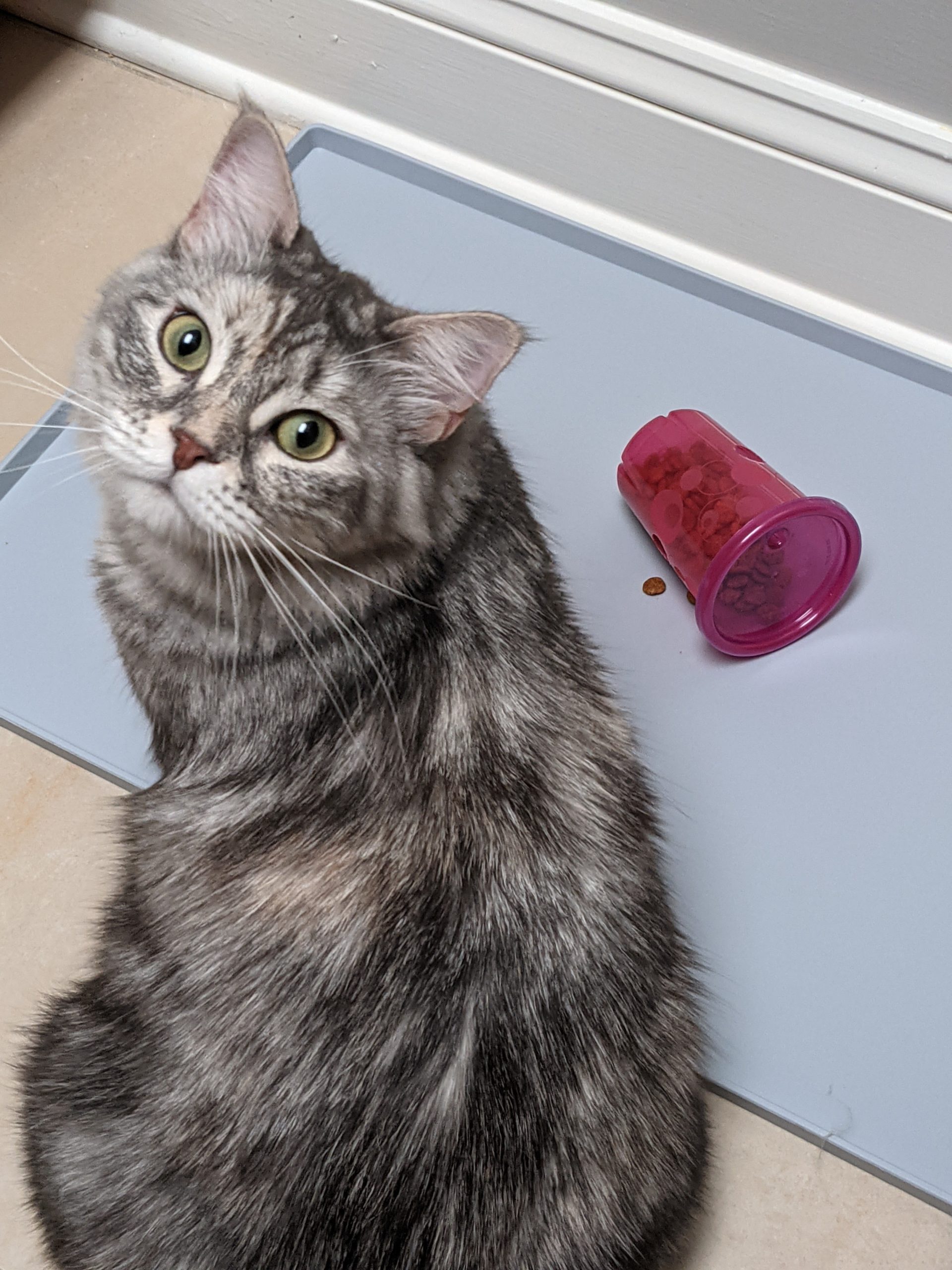 Foraging with her Fundamentally Feline foraging toys!