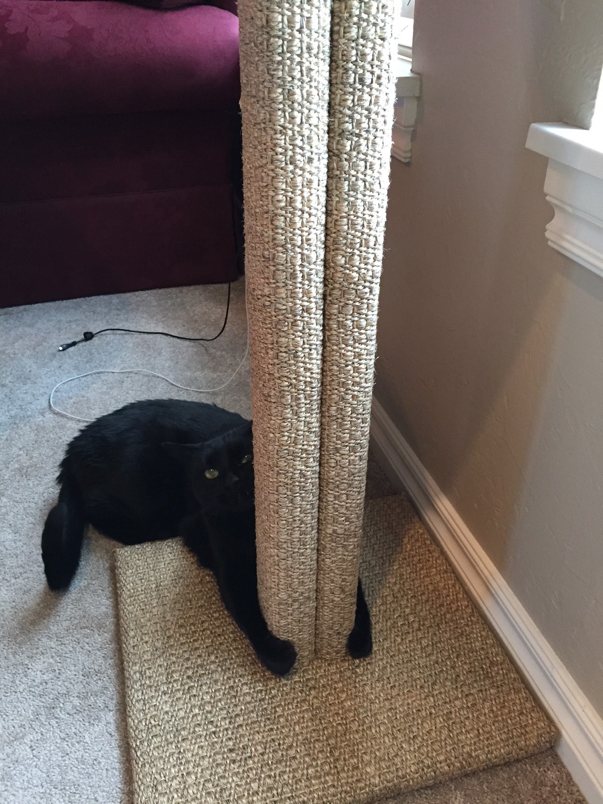 Rudy hugging his new scratching post by Fundamentally Feline.