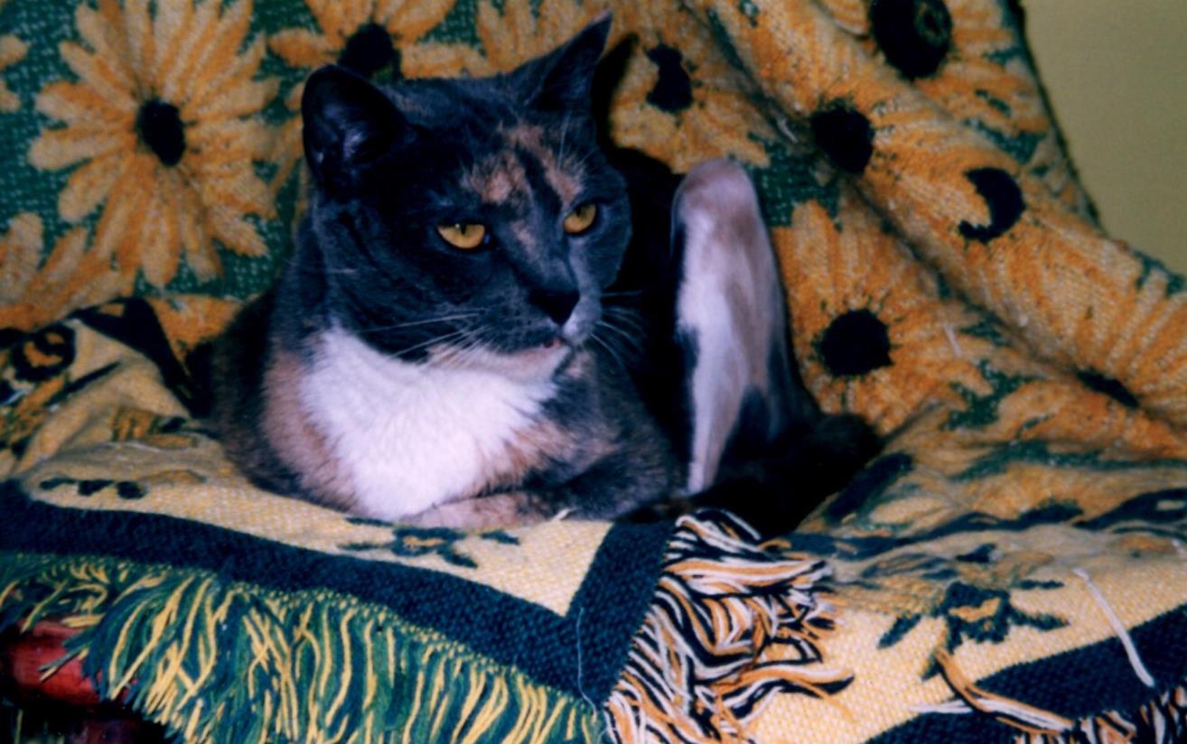 Sunflower throw 1 (Copy) Sunflower throw 1 (Copy)