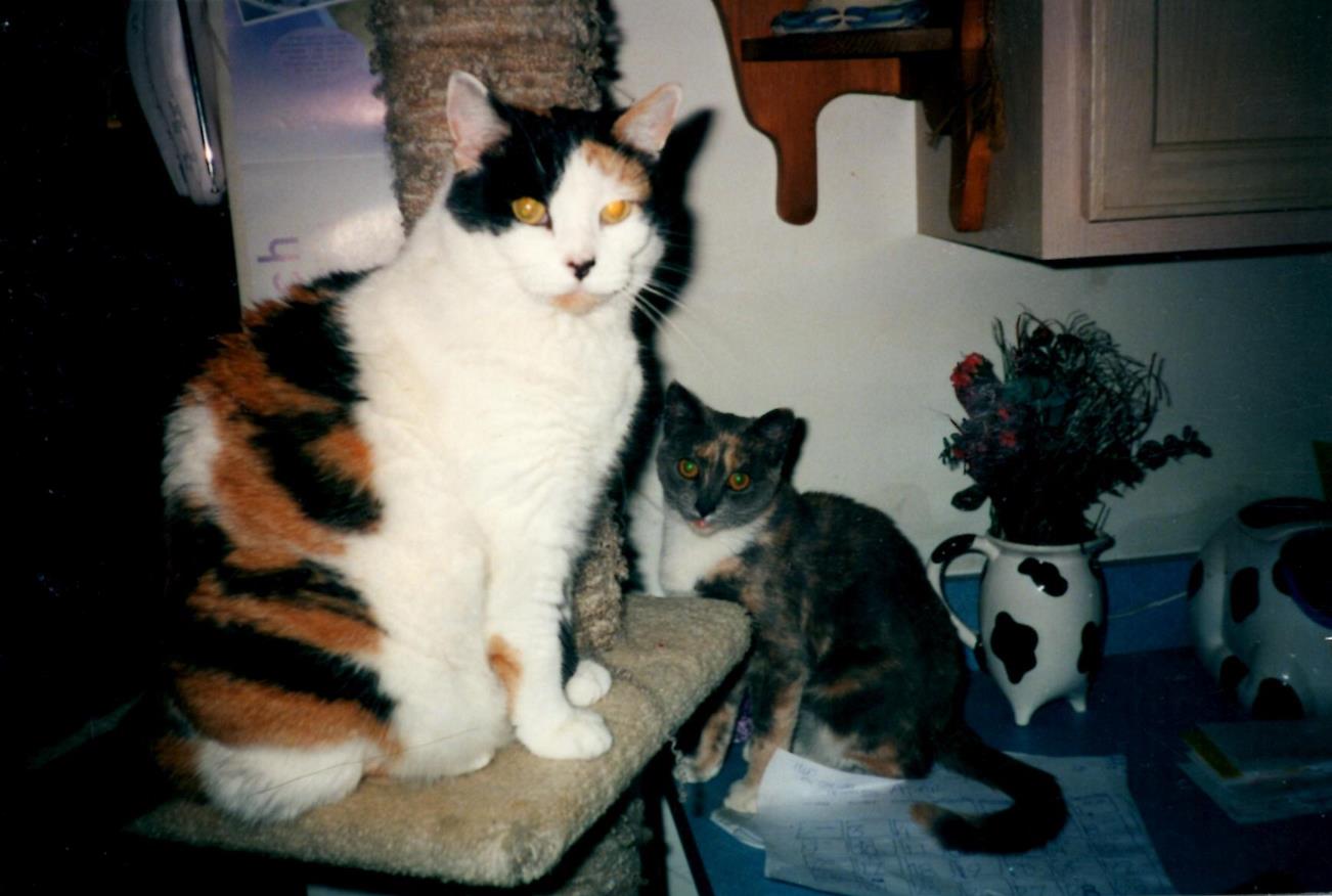 Sunny at 6 months w Daisy (Copy) In her previous humans home with her housemate, Daisy.