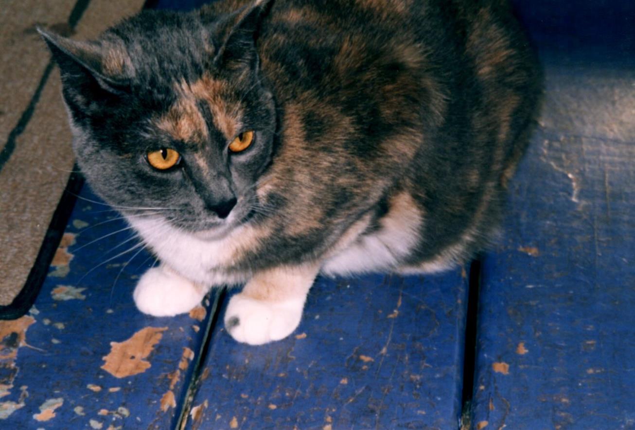 Sunny on front porch (Copy)