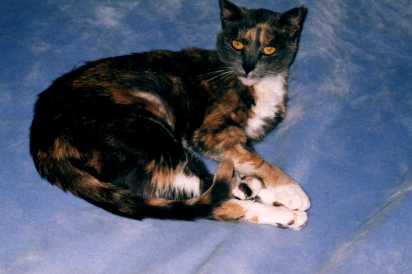 Sunny on the master bed (Copy) Sunny on the master bed (Copy)