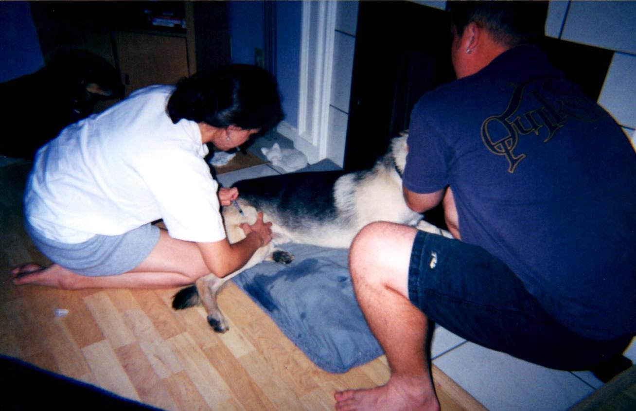 Suturing Yukon (Copy) Performing minor surgery at home in the living room!