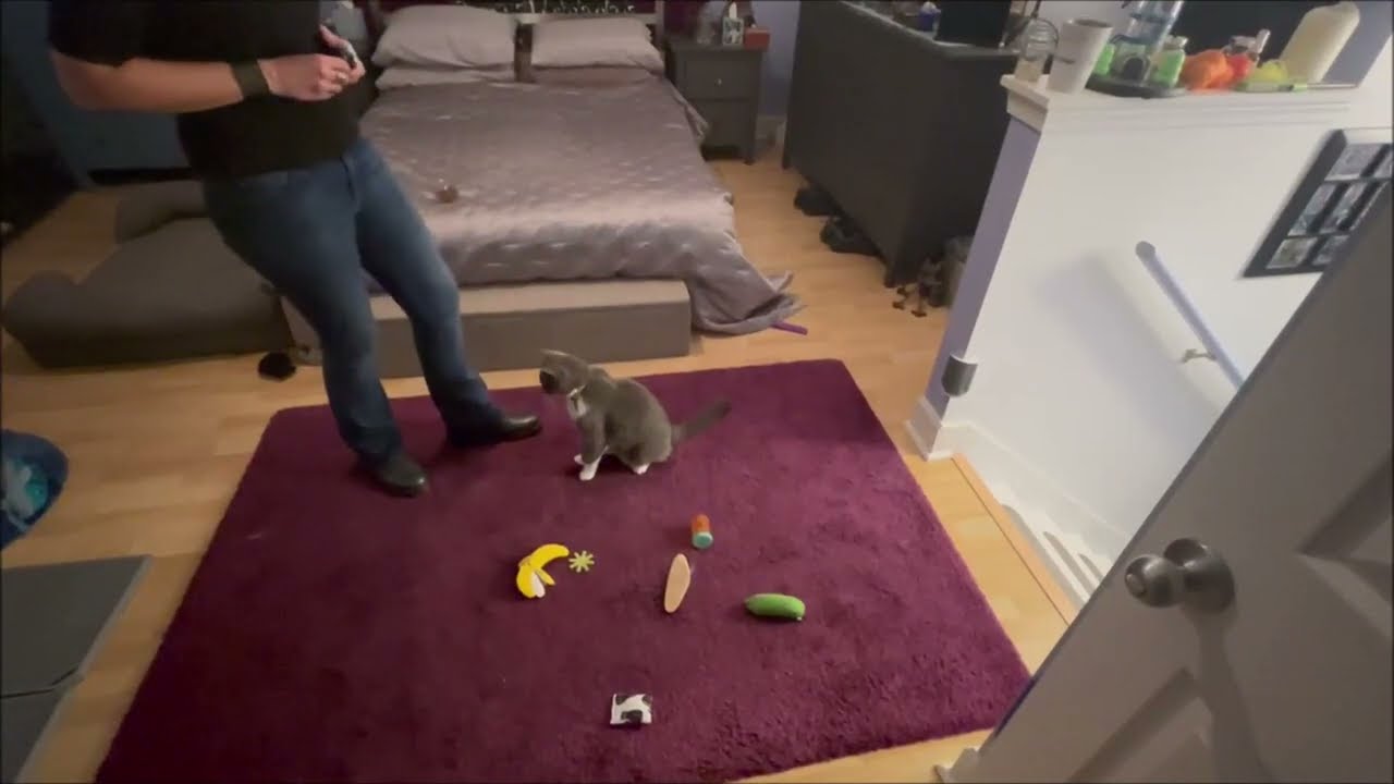 Teaching-the-Up-Down-pattern-game-to-cats - Fundamentally Feline