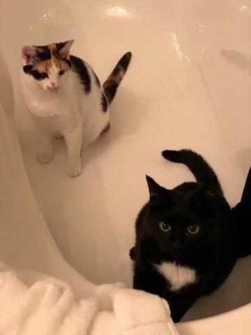 Bathtub playtime!